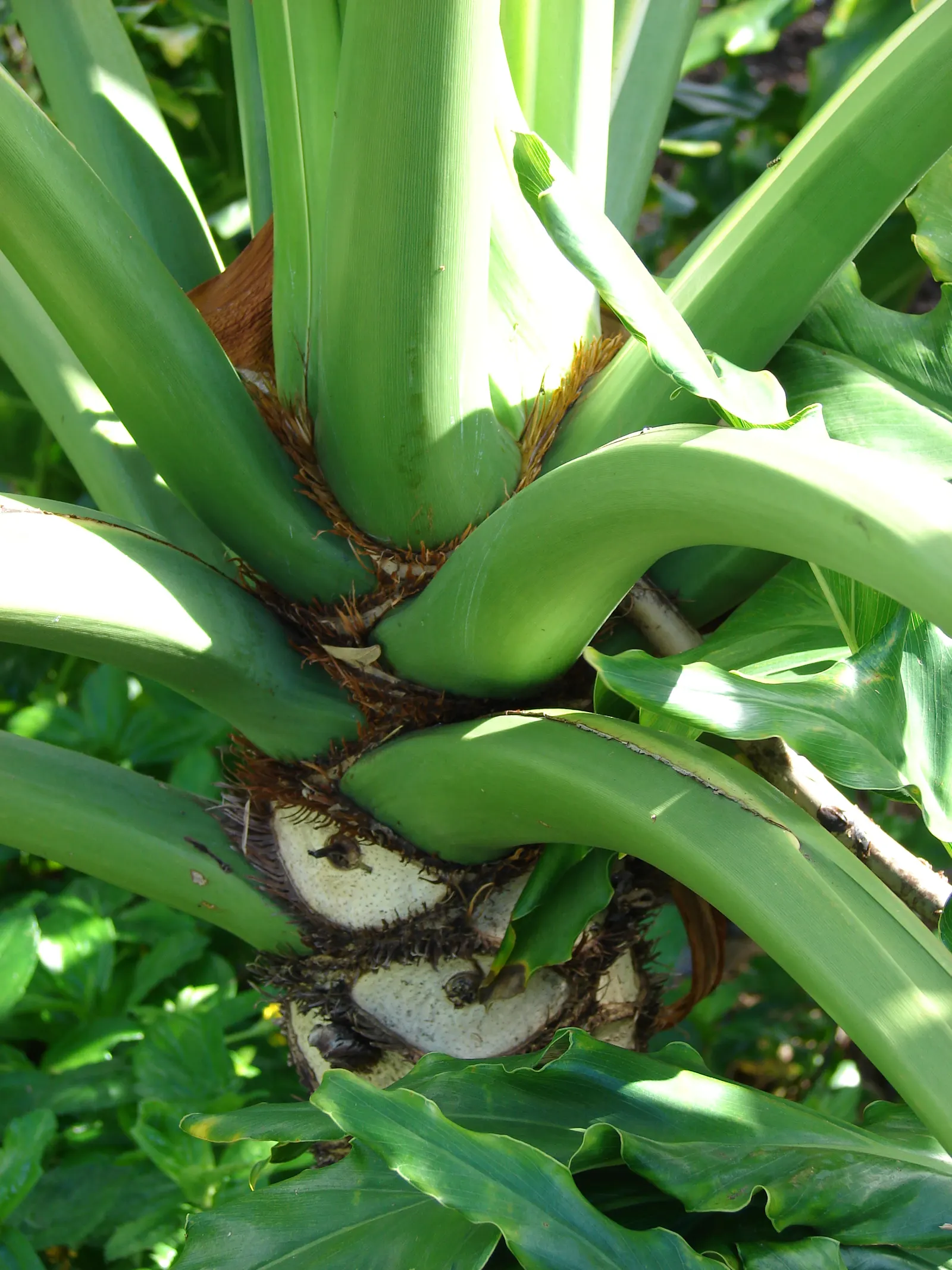 Split Leaf Or Selloum Philodendron (Philodendron Bipinnatifidum) — emerald green hue that provides a stunning contrast against lighter-colored, image 61