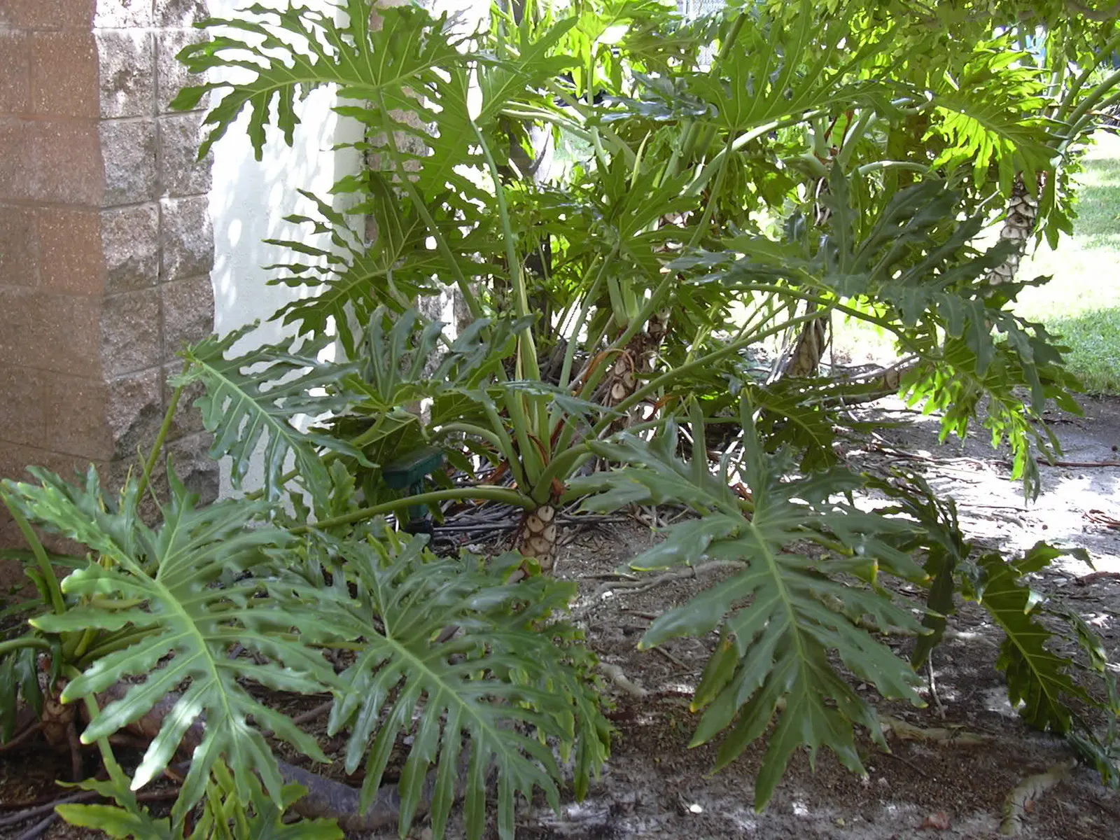 Split Leaf Or Selloum Philodendron (Philodendron Bipinnatifidum) — with its ease of care and dramatic aesthetic; scientifically known as, image 94