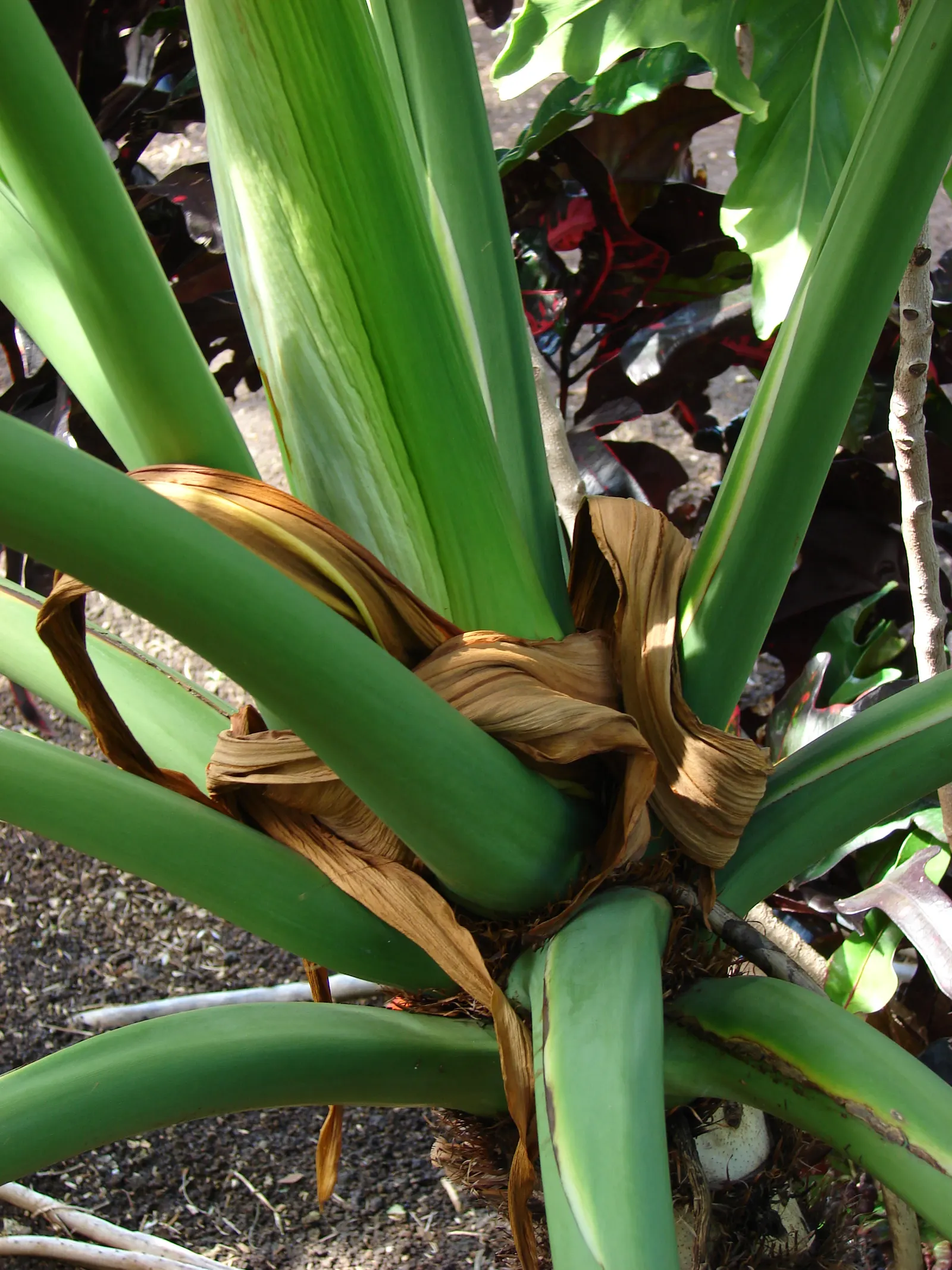 Split Leaf Or Selloum Philodendron (Philodendron Bipinnatifidum) — Ideal for zones 9-11, it can be used as a focal point in shaded areas or as an, image 77