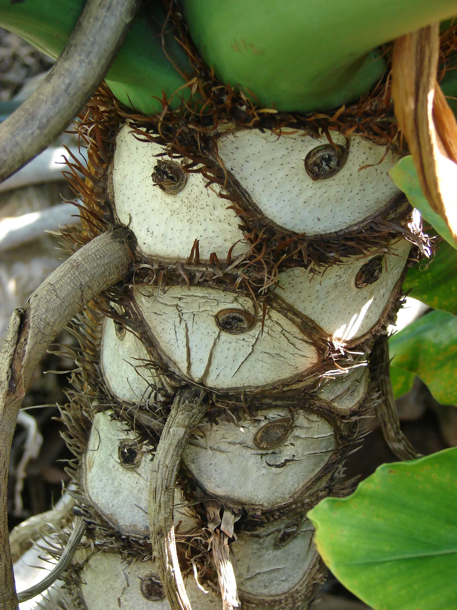 Split Leaf Or Selloum Philodendron (Philodendron Bipinnatifidum) — it requires well-draining soil and moderate watering; it thrives in indirect, image 66