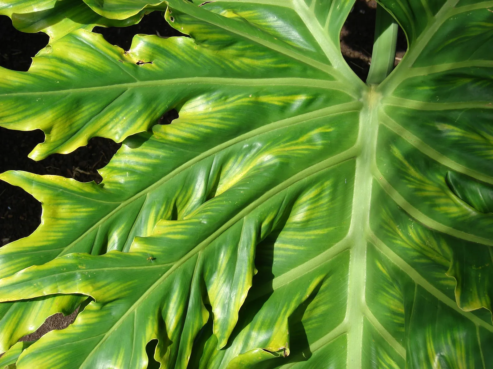 Split Leaf Or Selloum Philodendron (Philodendron Bipinnatifidum) — Typically, it spans 5-6 feet in width and 3-4 feet in height, contributing a tropical feel