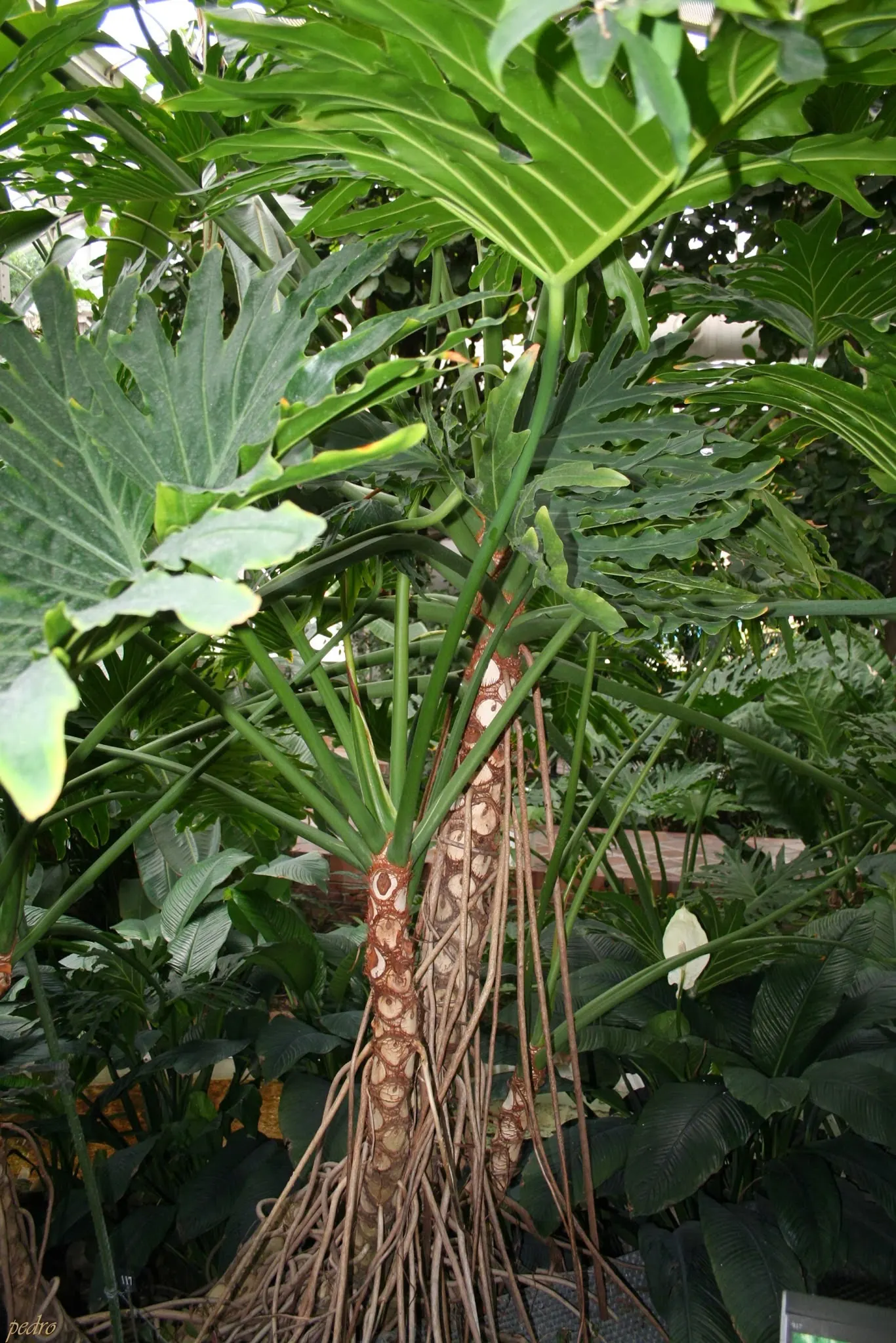 Split Leaf Or Selloum Philodendron (Philodendron Bipinnatifidum) — offering a commanding presence.<br><br>Thriving in USDA Hardiness Zones 9b to, image 64
