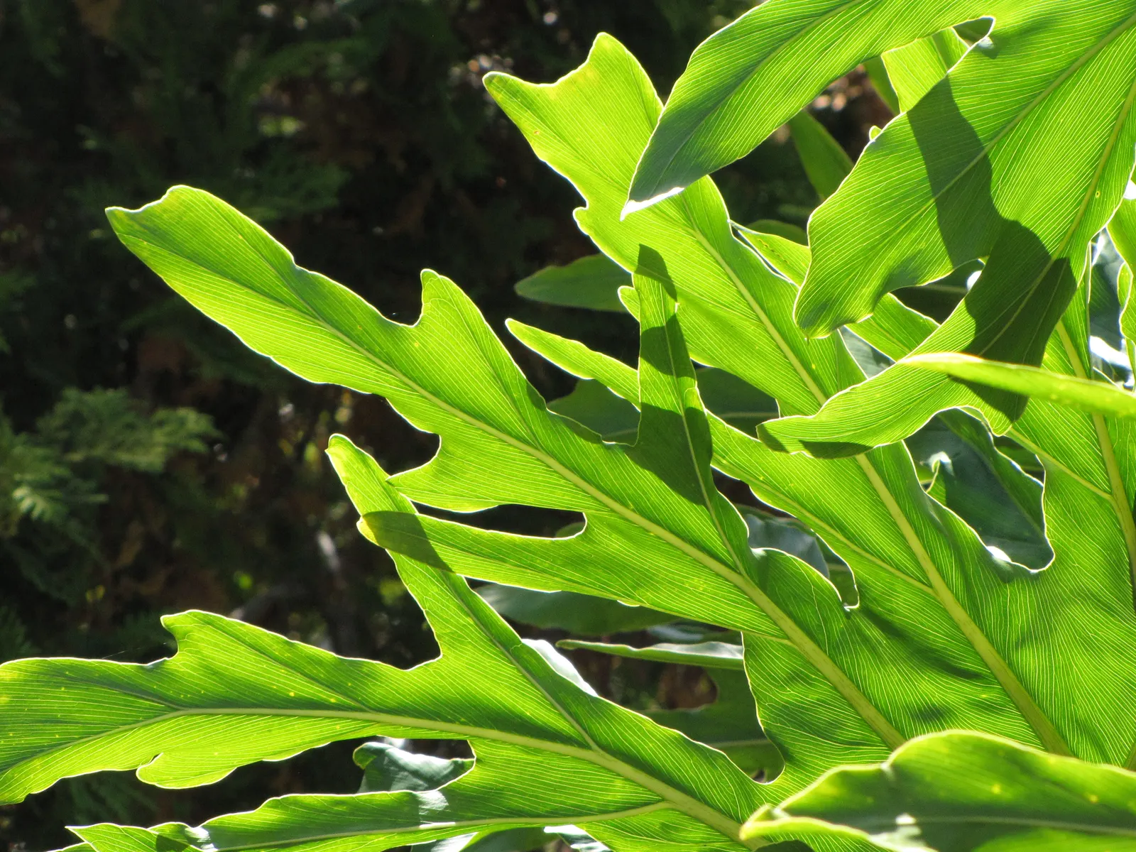 Split Leaf Or Selloum Philodendron (Philodendron Bipinnatifidum) — It pairs well with companion plants that possess contrasting textures or colors; it prefers