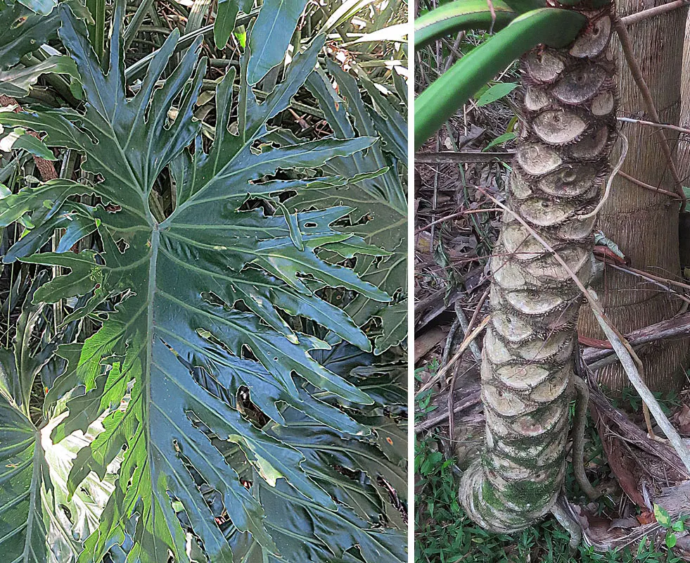 Split Leaf Or Selloum Philodendron (Philodendron Bipinnatifidum) — It thrives in indirect sunlight and prefers well-drained soil; it requires well-draining