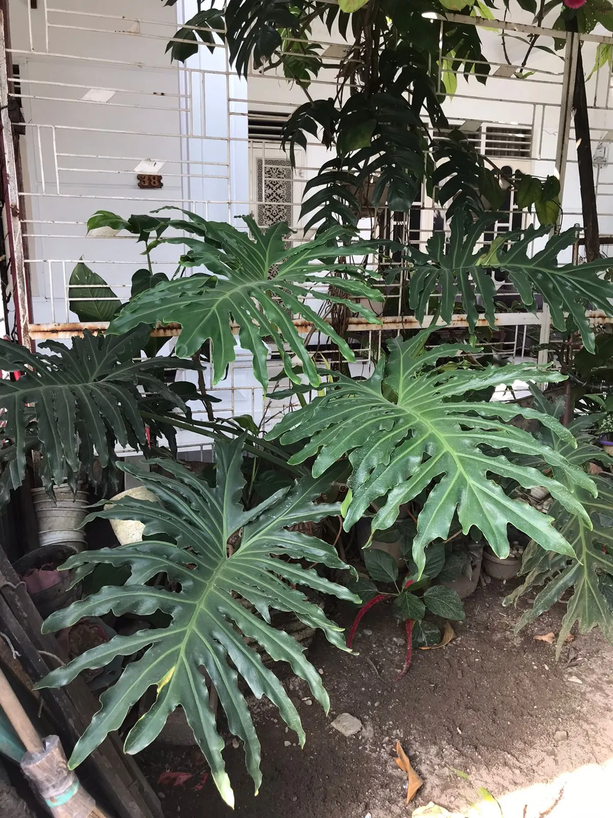 Split Leaf Or Selloum Philodendron (Philodendron Bipinnatifidum) — Originating from South America, this plant is not a true philodendron but shares, image 57
