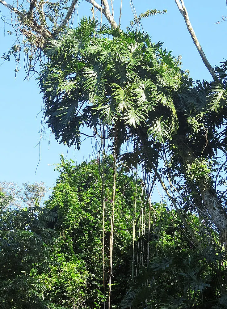 Split Leaf Or Selloum Philodendron (Philodendron Bipinnatifidum) — The Split Leaf Philodendron can grow to significant sizes outdoors