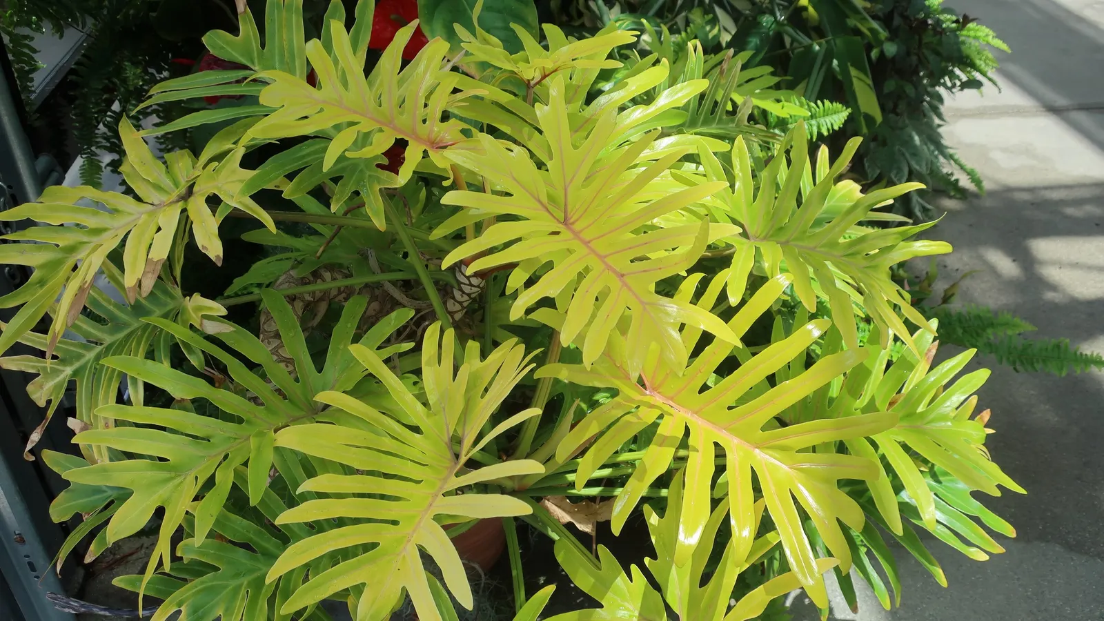 Split Leaf Or Selloum Philodendron (Philodendron Bipinnatifidum) — emerald green hue that provides a stunning contrast against lighter-colored, image 85