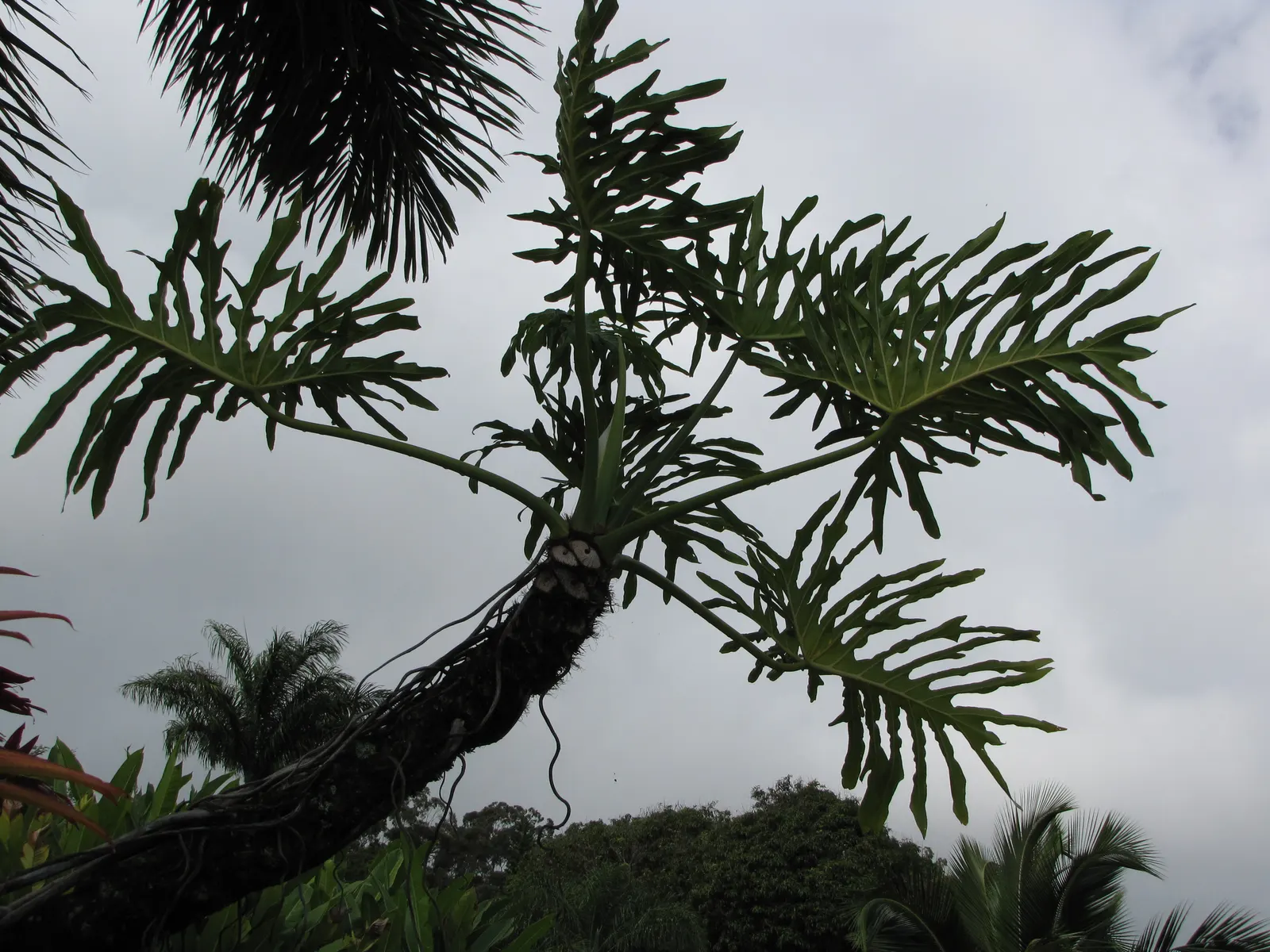 Split Leaf Or Selloum Philodendron (Philodendron Bipinnatifidum) — also known as Split Leaf Philodendron; typically, it spans 5-6 feet in width and 3-4 feet in