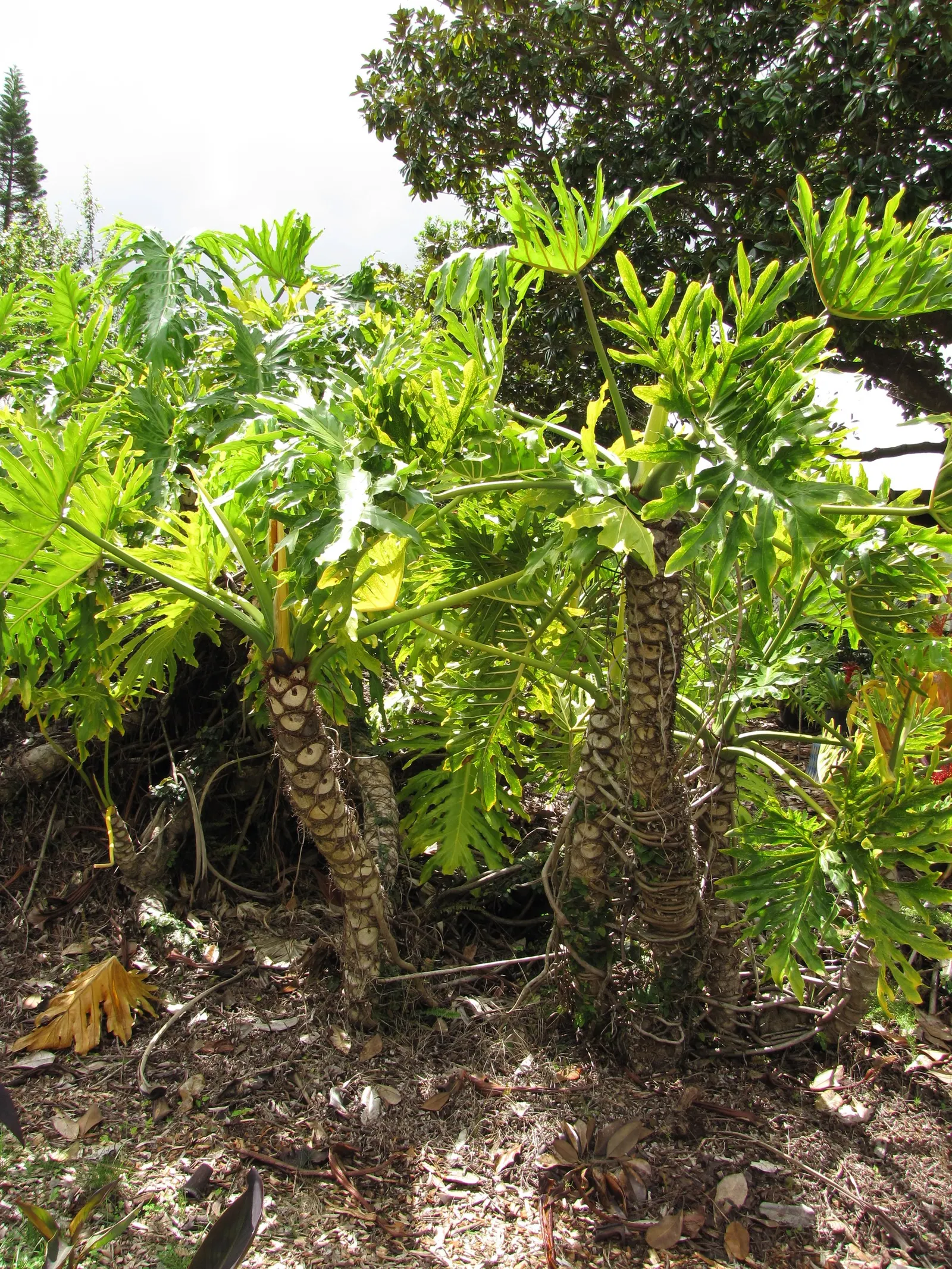 Split Leaf Or Selloum Philodendron (Philodendron Bipinnatifidum) — careful consideration is needed if pets or children frequent the garden