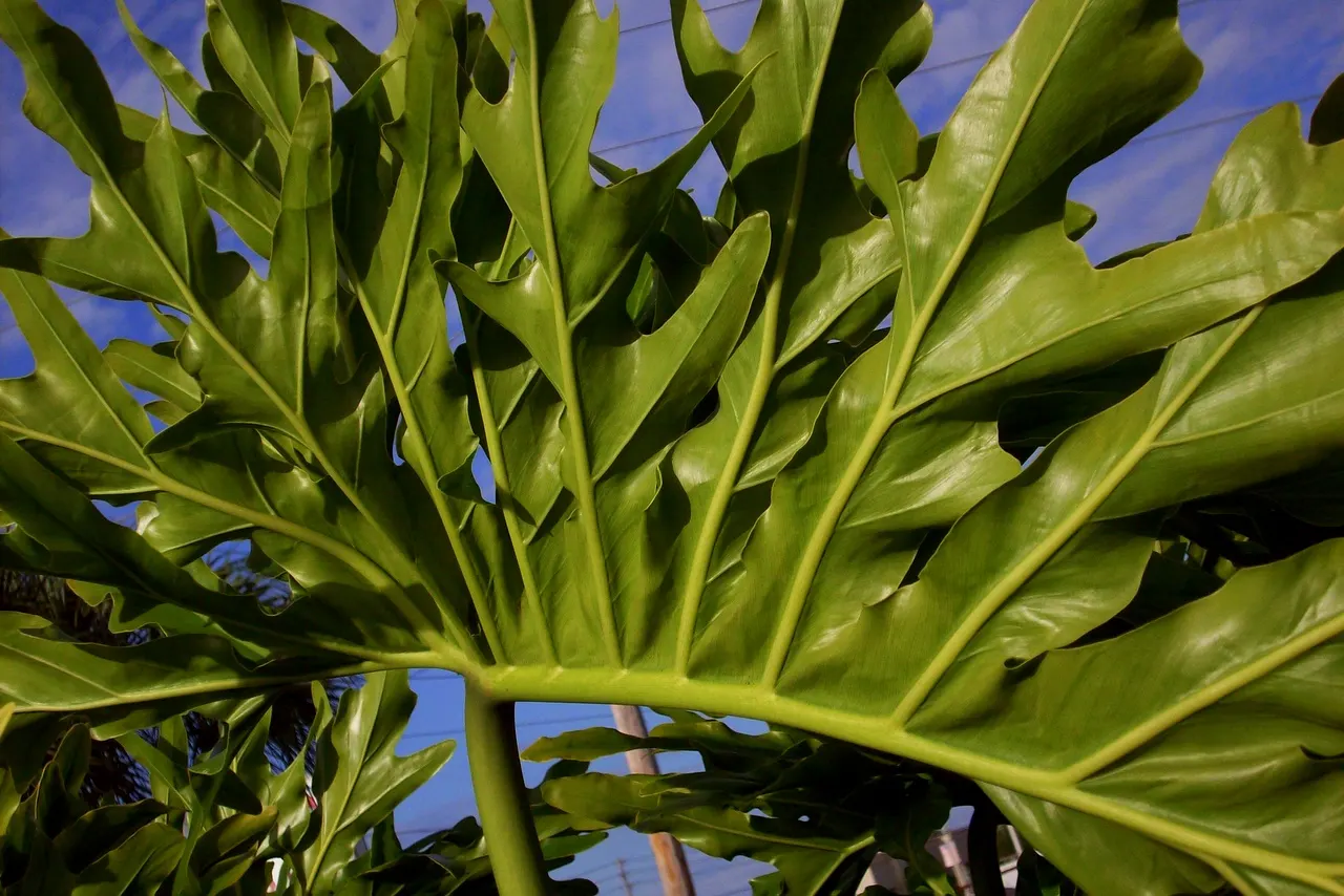 Split Leaf Or Selloum Philodendron (Philodendron Bipinnatifidum) — Originating from South America, this plant is not a true philodendron but shares, image 81