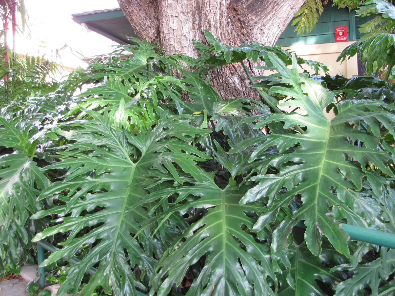 Split Leaf Or Selloum Philodendron (Philodendron Bipinnatifidum) — Ideal for zones 9-11, it can be used as a focal point in shaded areas or as an, image 53