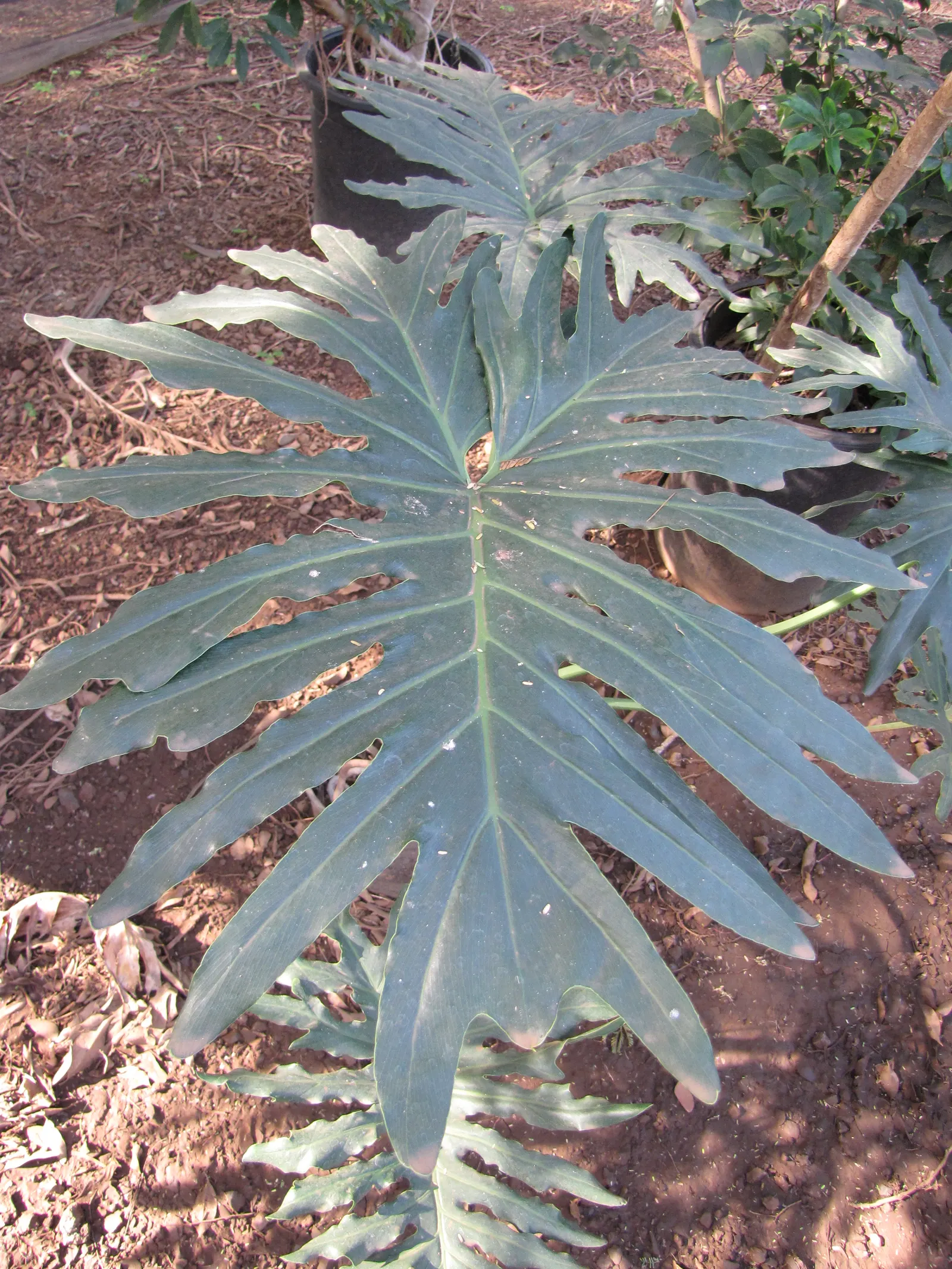 Split Leaf Or Selloum Philodendron (Philodendron Bipinnatifidum) — It thrives in indirect sunlight and prefers well-drained soil