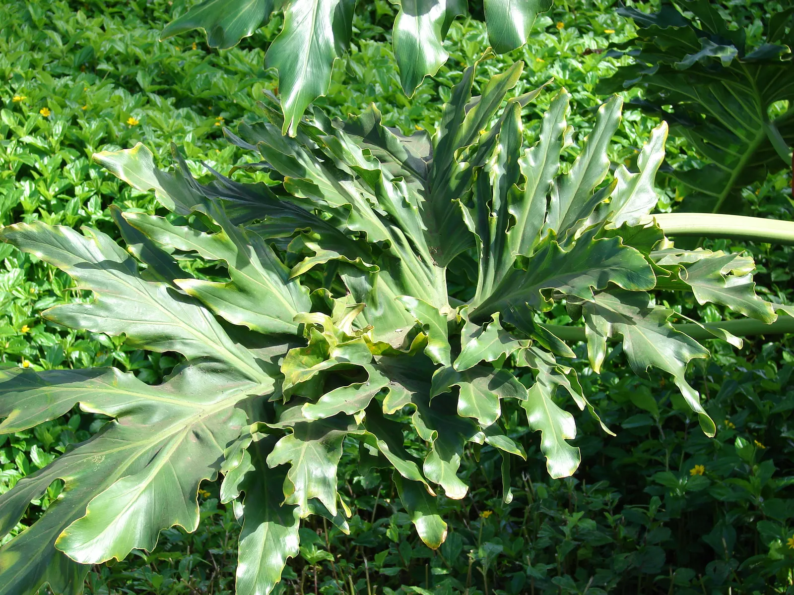 Split Leaf Or Selloum Philodendron (Philodendron Bipinnatifidum) — typically reaching heights of up to 6 to 8 feet with a similar spread; the Split, image 87