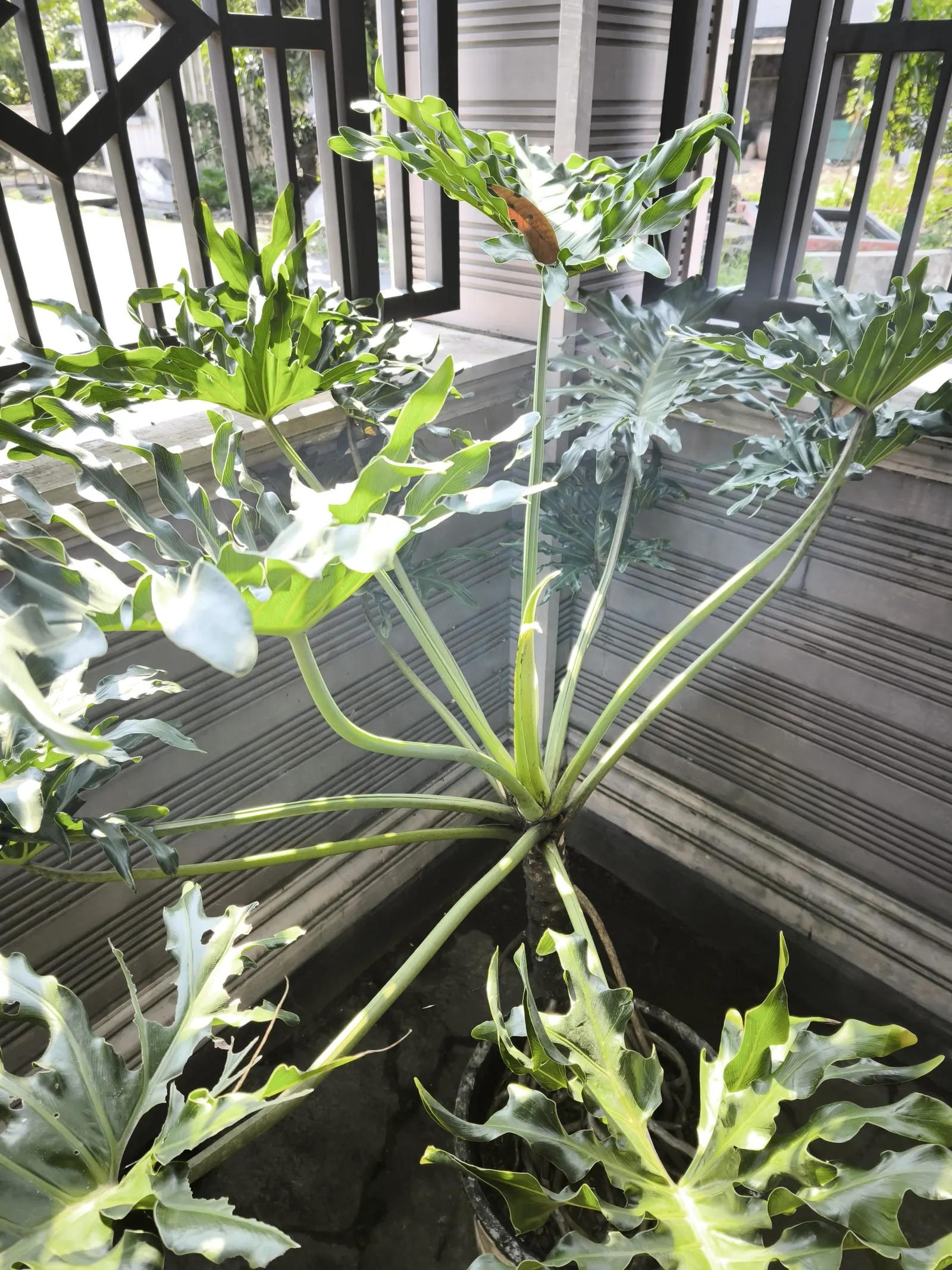 Split Leaf Or Selloum Philodendron (Philodendron Bipinnatifidum) — with its ease of care and dramatic aesthetic