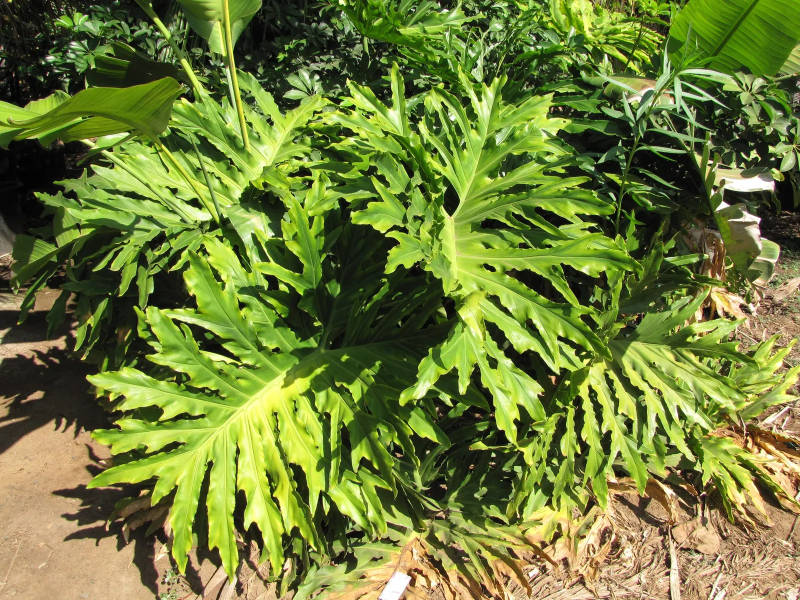 Split Leaf Or Selloum Philodendron (Philodendron Bipinnatifidum) — with deep lobes and a glossy surface