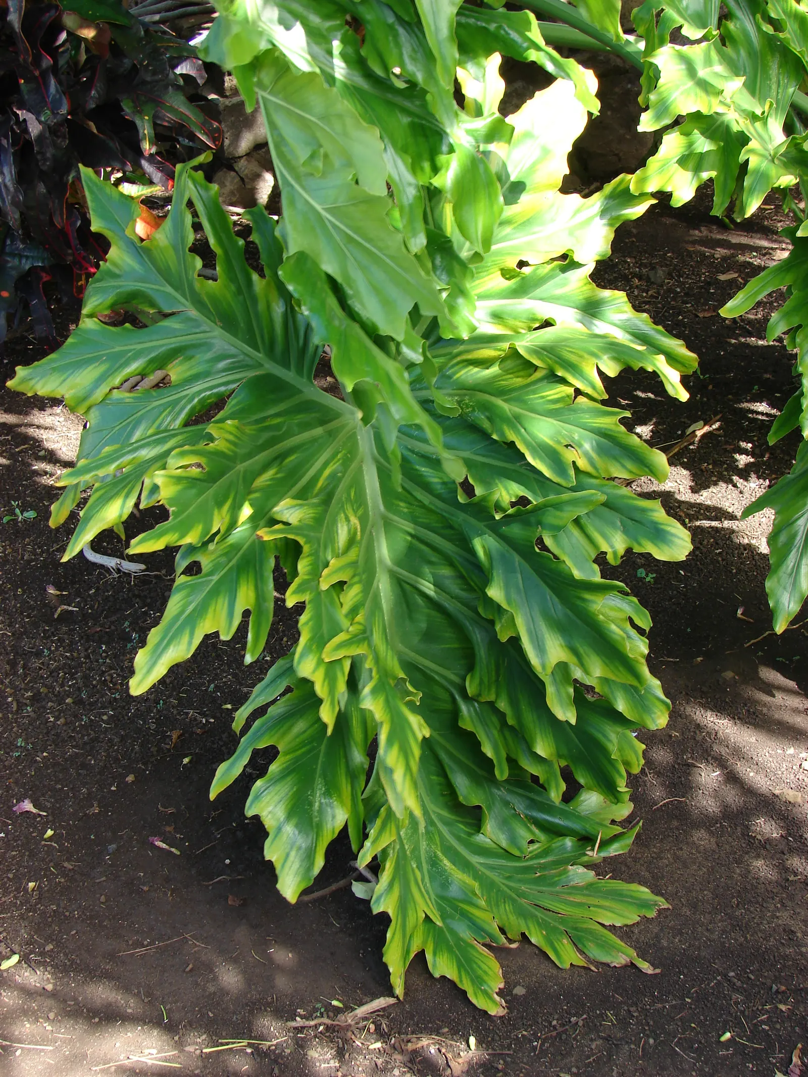 Split Leaf Or Selloum Philodendron (Philodendron Bipinnatifidum) — shrub for full or half or shade; careful consideration is needed if pets or, image 72