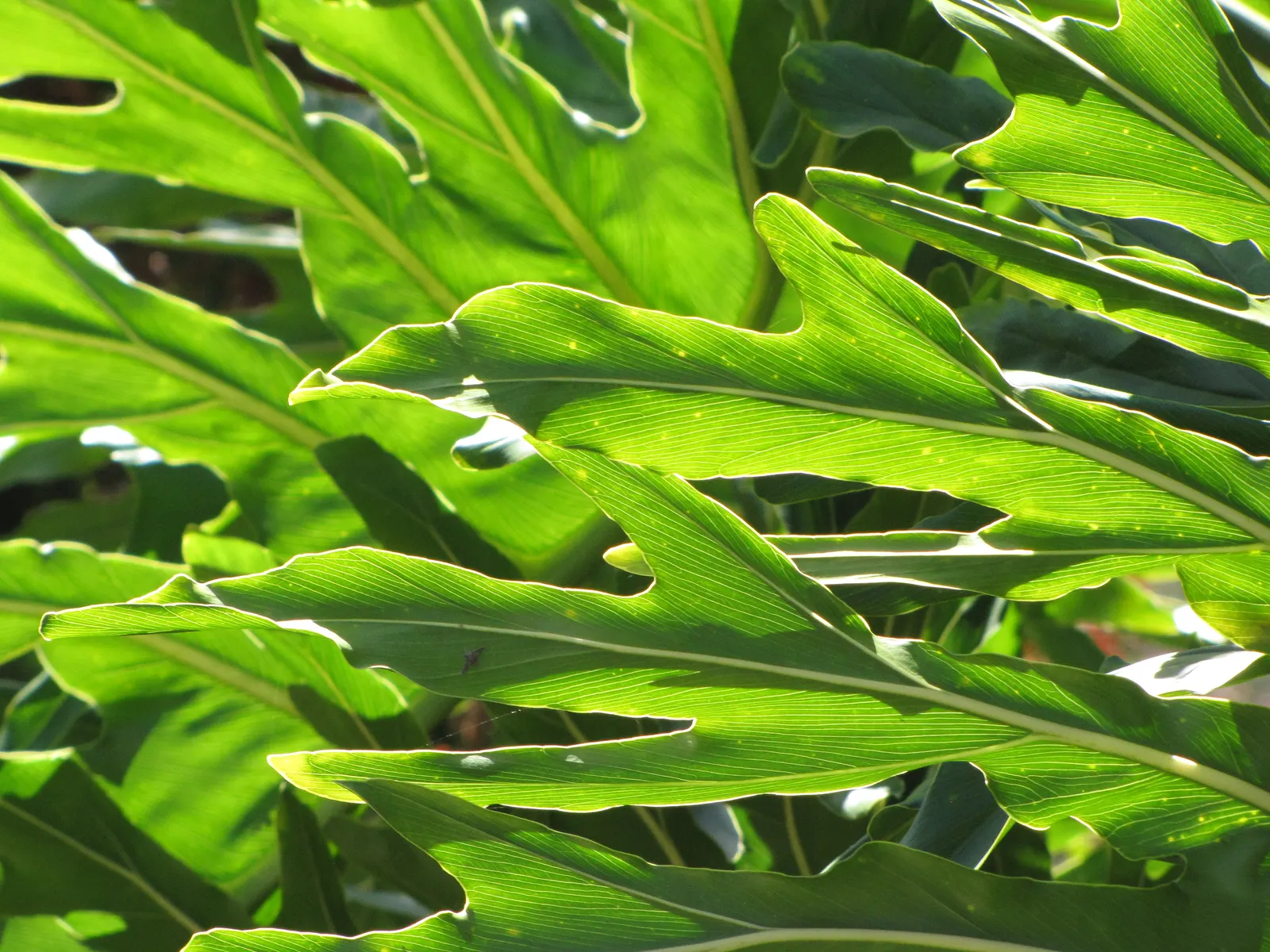 Split Leaf Or Selloum Philodendron (Philodendron Bipinnatifidum) — Originating from South America, this plant is not a true philodendron but shares the same