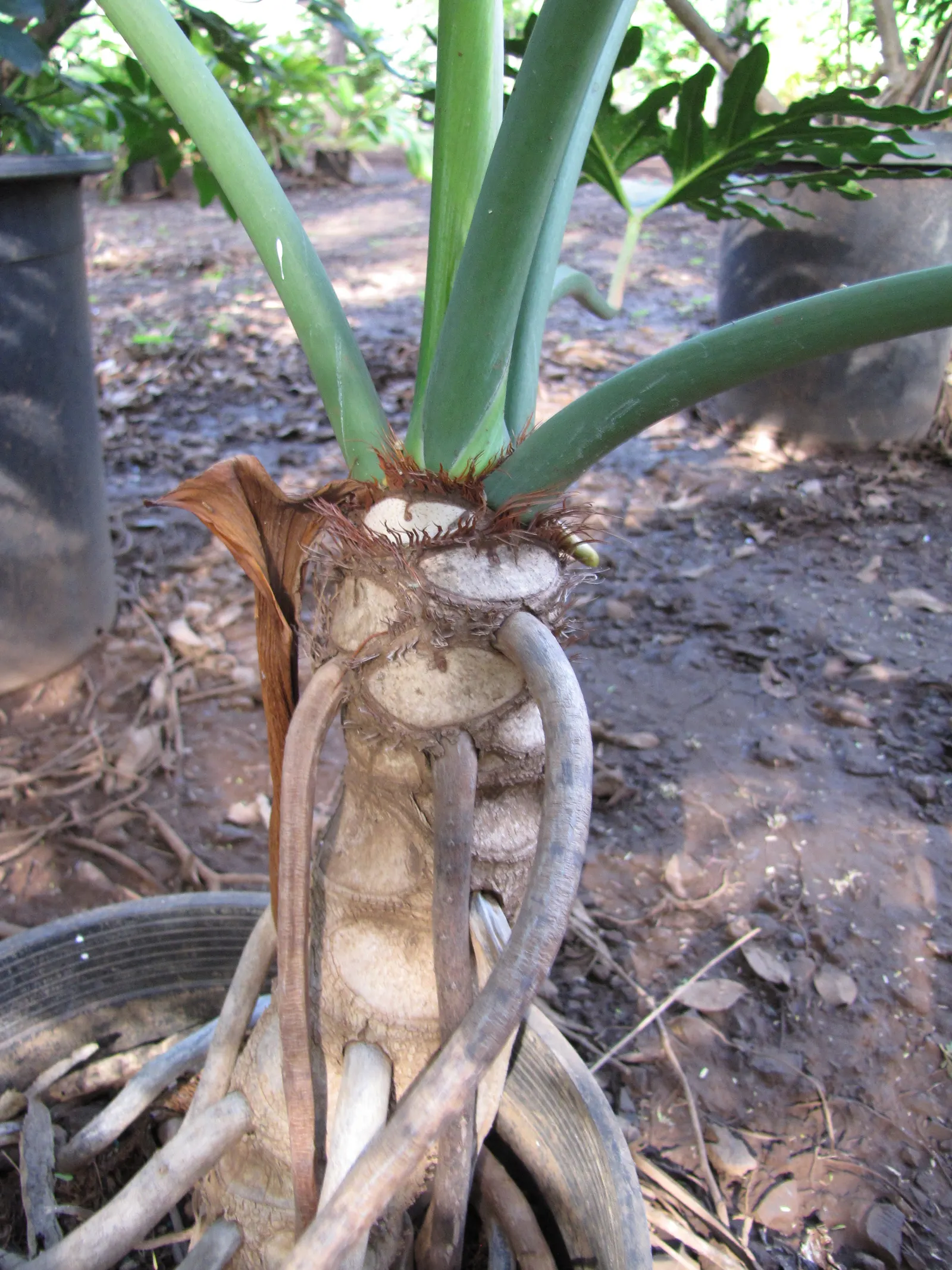 Split Leaf Or Selloum Philodendron (Philodendron Bipinnatifidum) — The Split Leaf Philodendron can grow to significant sizes outdoors; the Philodendron