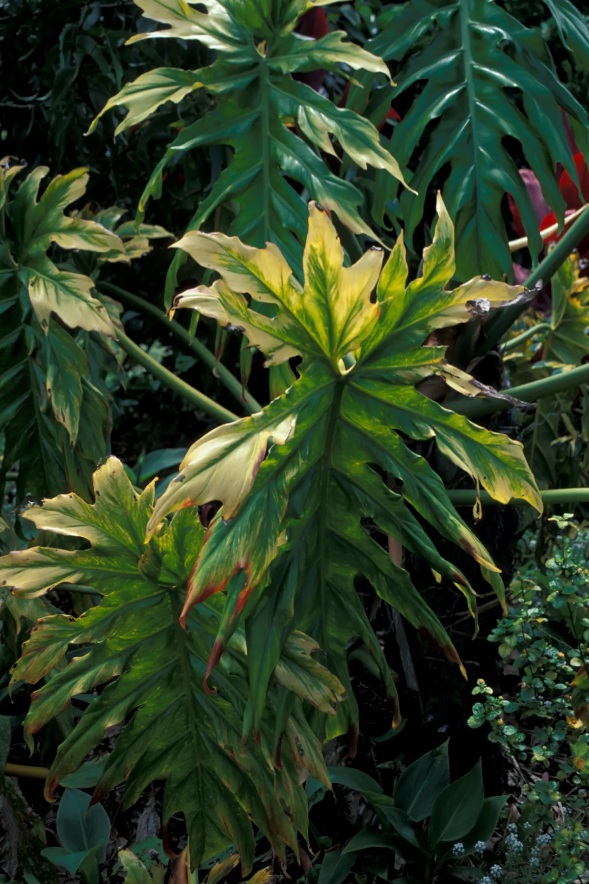 Split Leaf Or Selloum Philodendron (Philodendron Bipinnatifidum) — careful consideration is needed if pets or children frequent the garden; shrub, image 93