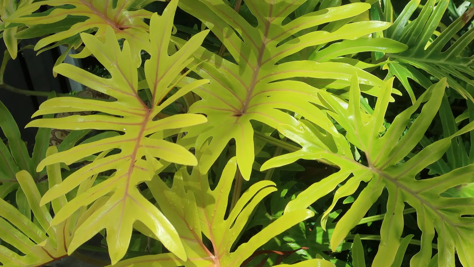 Split Leaf Or Selloum Philodendron (Philodendron Bipinnatifidum) — dark green leaves with deep lobes that can reach 3 feet in length