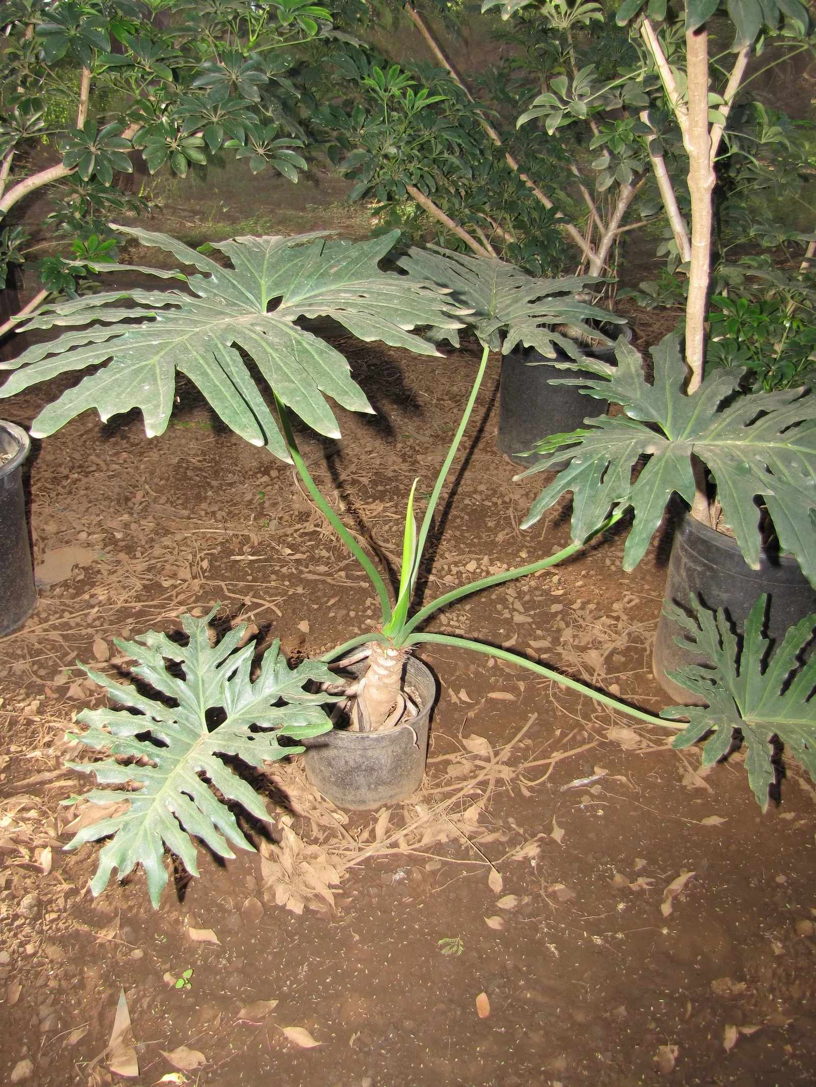 Split Leaf Or Selloum Philodendron (Philodendron Bipinnatifidum) — it prefers indirect light but can tolerate some shade; it pairs well with companion plants