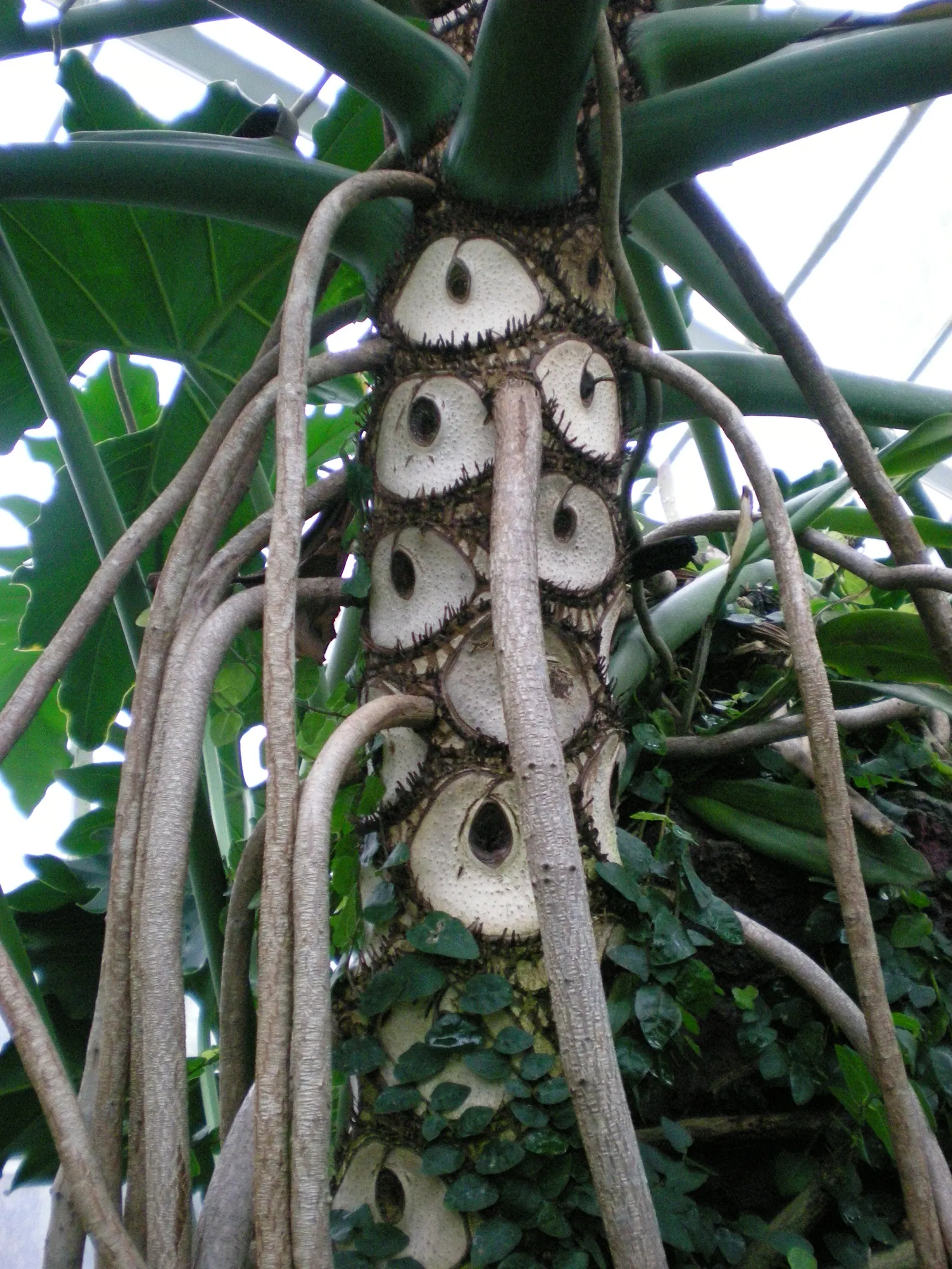 Split Leaf Or Selloum Philodendron (Philodendron Bipinnatifidum) — the Philodendron bipinnatifidum can be a truly spectacular addition to any, image 47