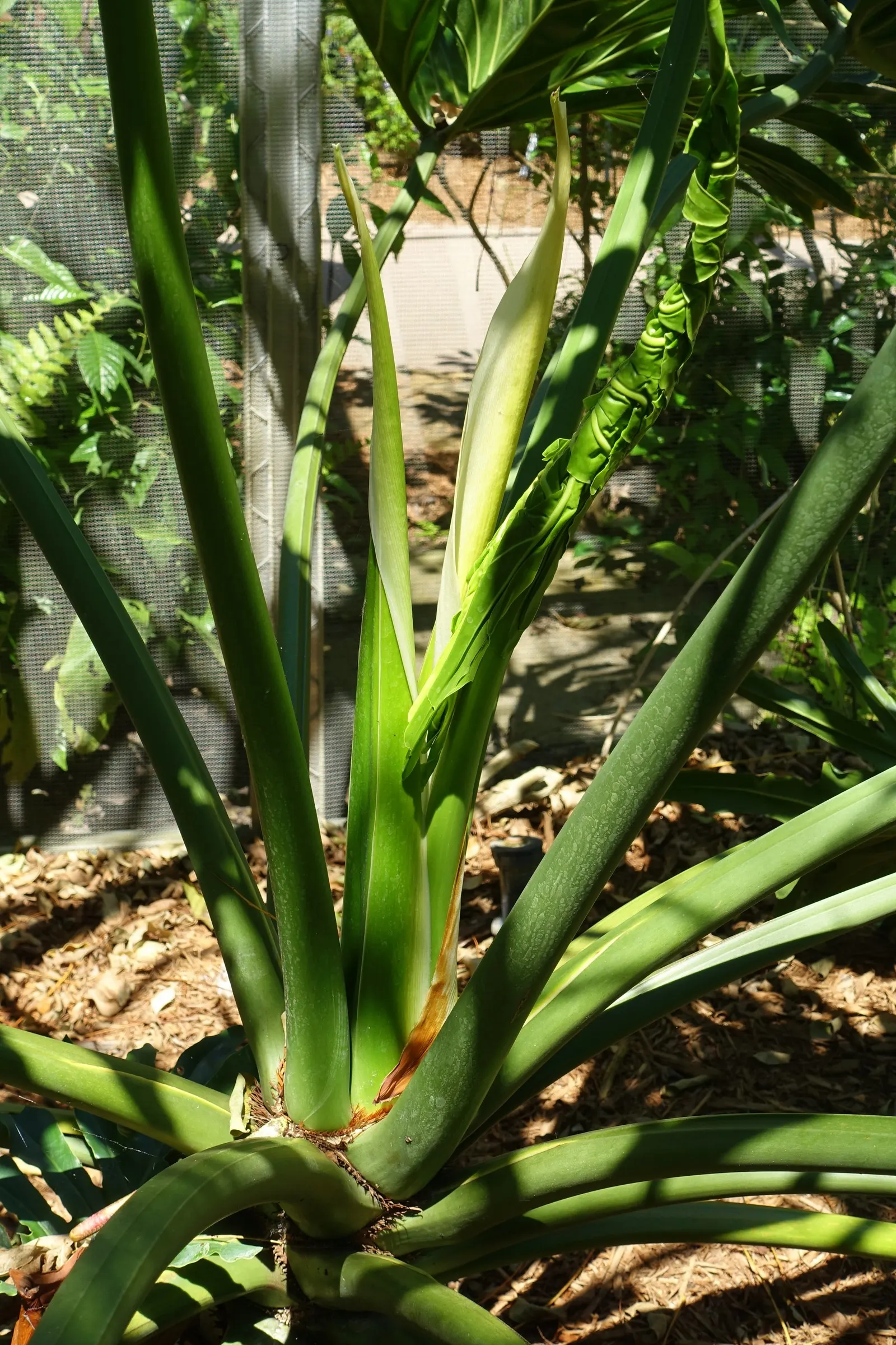 Split Leaf Or Selloum Philodendron (Philodendron Bipinnatifidum) — emerald green hue that provides a stunning contrast against lighter-colored, image 37