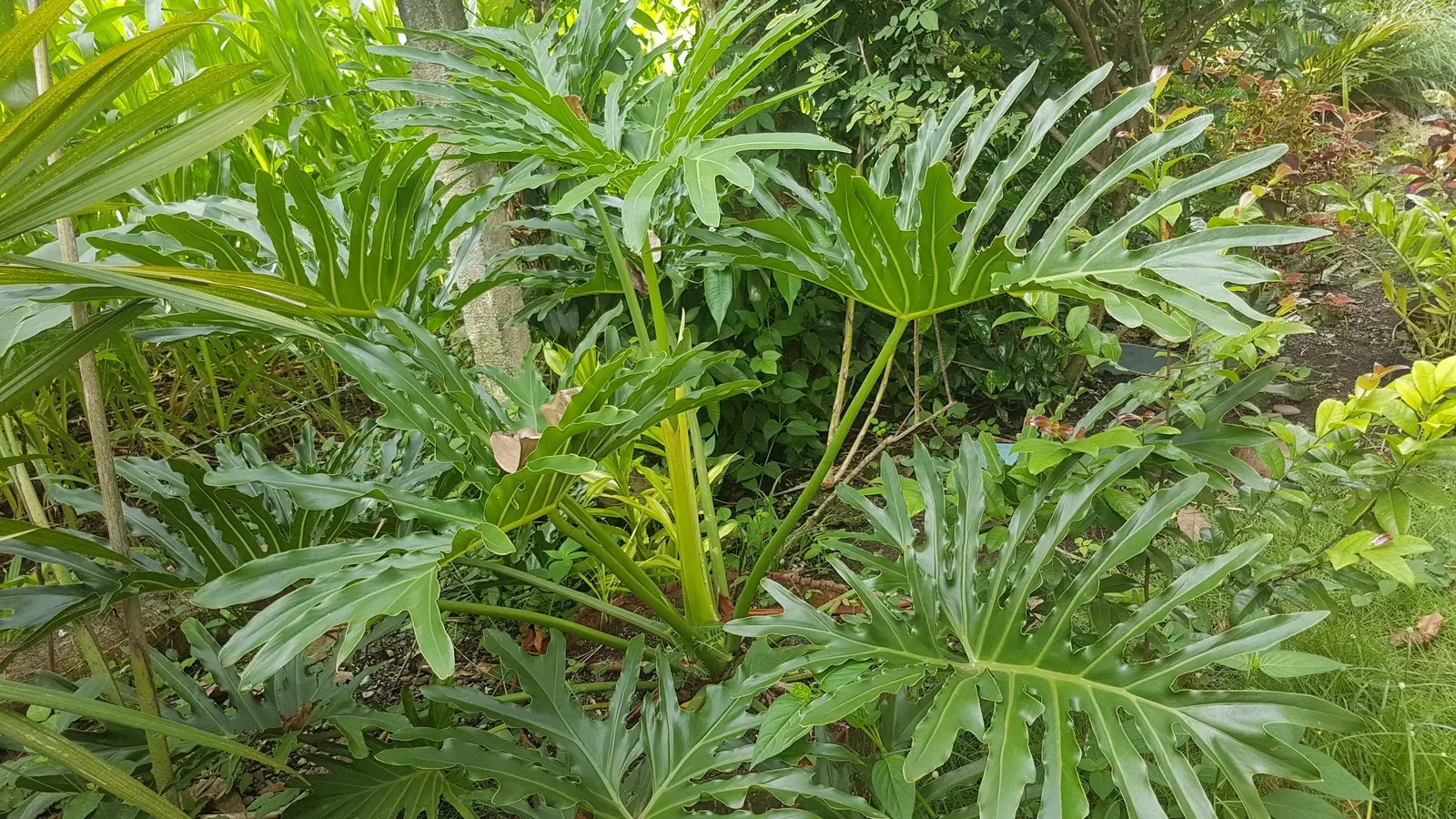 Split Leaf Or Selloum Philodendron (Philodendron Bipinnatifidum) — dark green leaves with deep lobes that can reach 3 feet in length; with deep, image 74