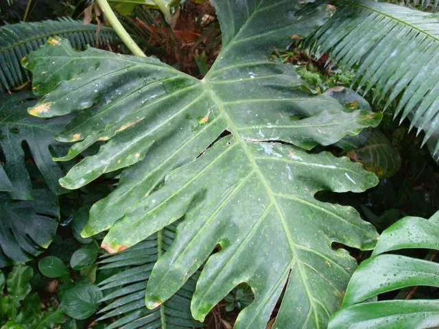 Split Leaf Or Selloum Philodendron (Philodendron Bipinnatifidum) — with deep lobes and a glossy surface; dark green leaves with deep lobes that can, image 59
