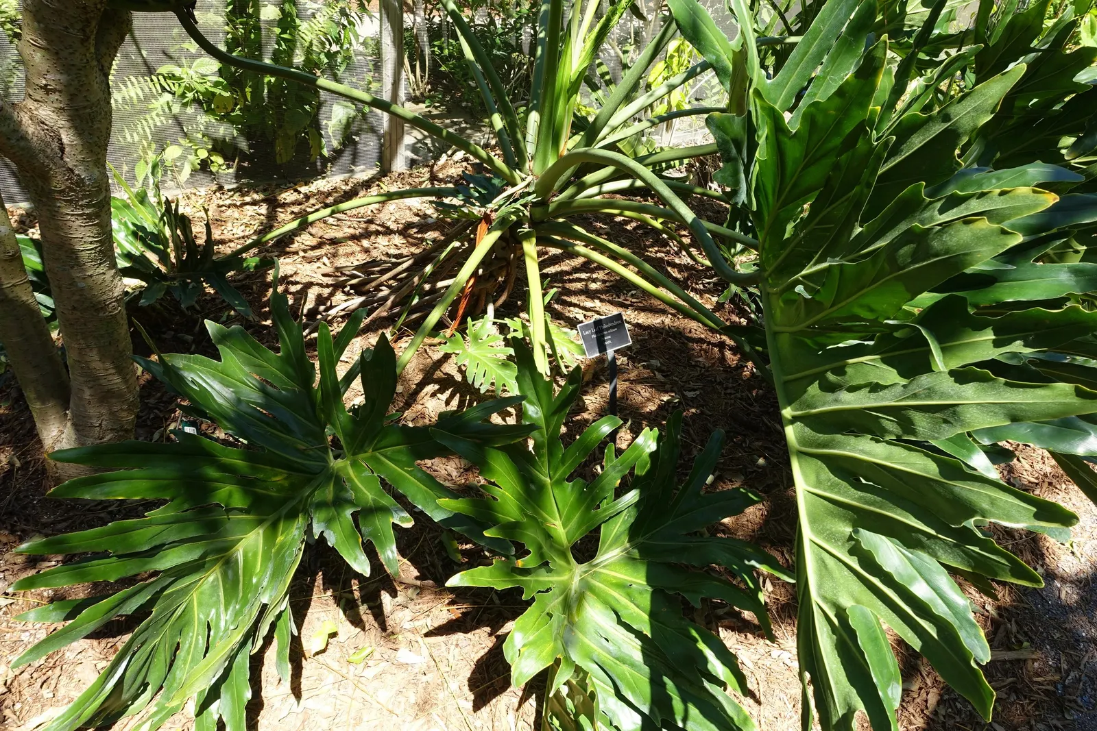 Split Leaf Or Selloum Philodendron (Philodendron Bipinnatifidum) — it requires well-draining soil and moderate watering