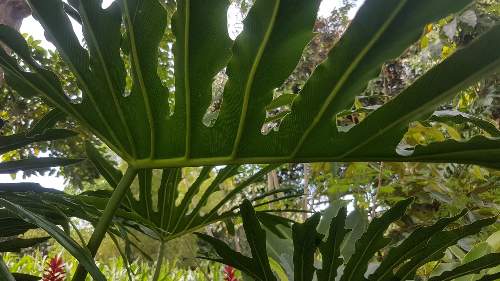 Split Leaf Or Selloum Philodendron (Philodendron Bipinnatifidum) — typically reaching heights of up to 6 to 8 feet with a similar spread; the Split, image 63
