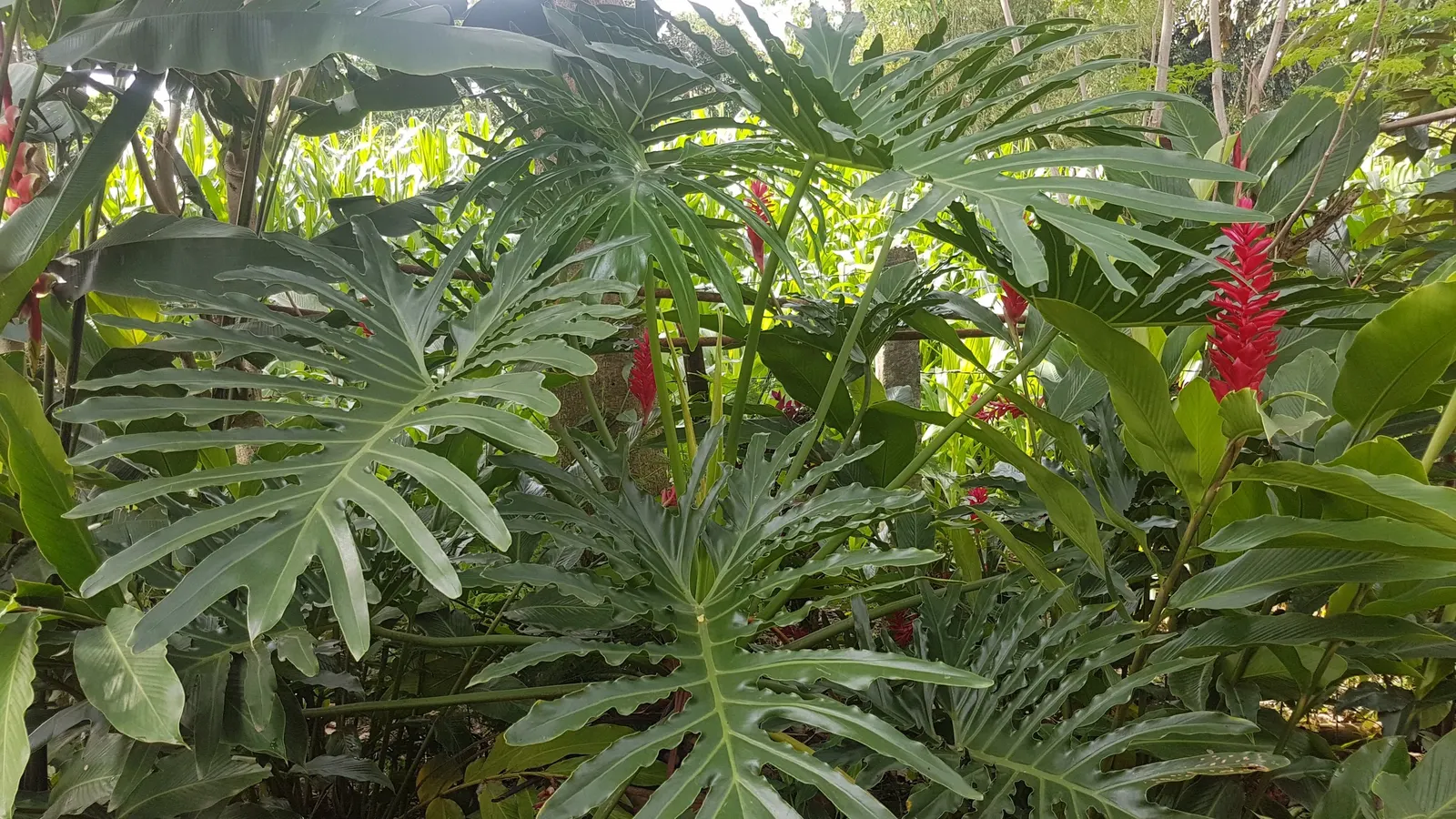 Split Leaf Or Selloum Philodendron (Philodendron Bipinnatifidum) — Ideal for zones 9-11, it can be used as a focal point in shaded areas or as an indoor