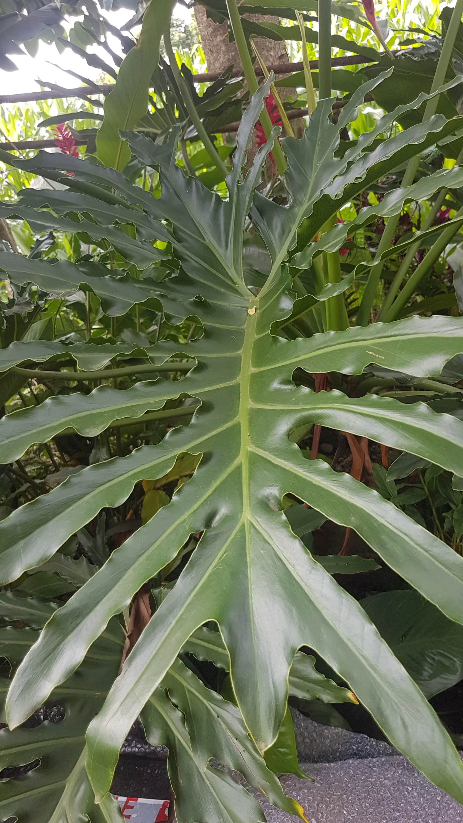 Split Leaf Or Selloum Philodendron (Philodendron Bipinnatifidum) — Typically, it spans 5-6 feet in width and 3-4 feet in height, contributing a, image 76