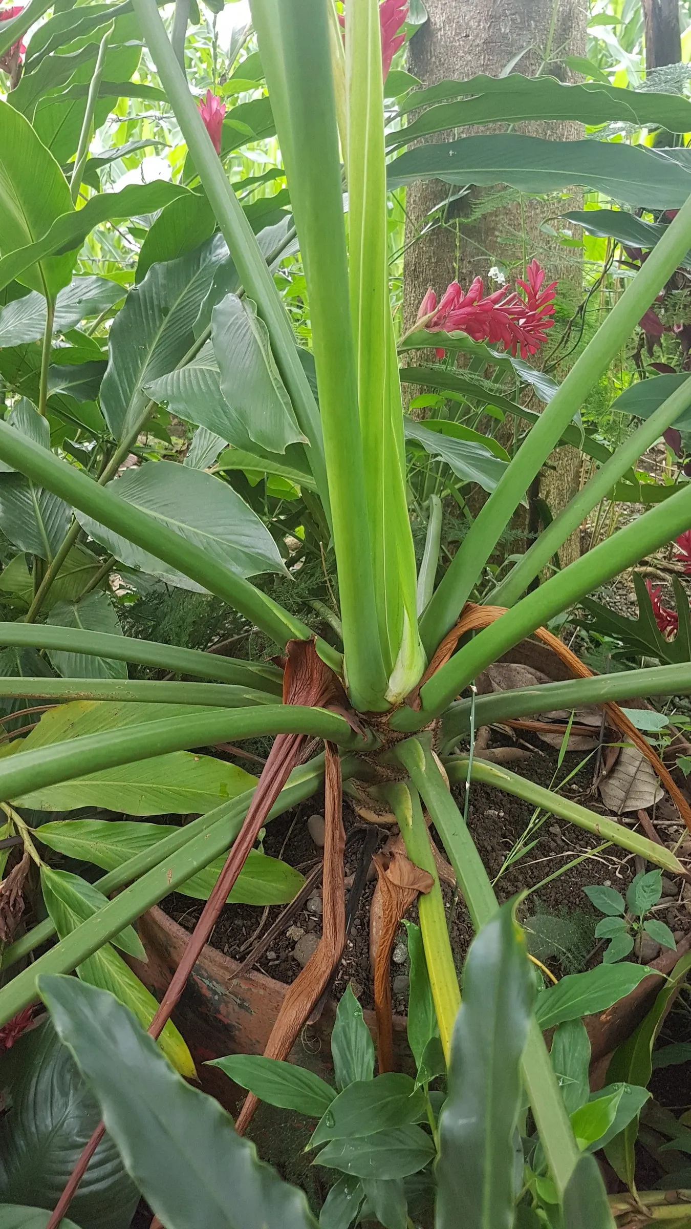 Split Leaf Or Selloum Philodendron (Philodendron Bipinnatifidum) — The Split Leaf Philodendron; typically reaching heights of up to 6 to 8 feet, image 54