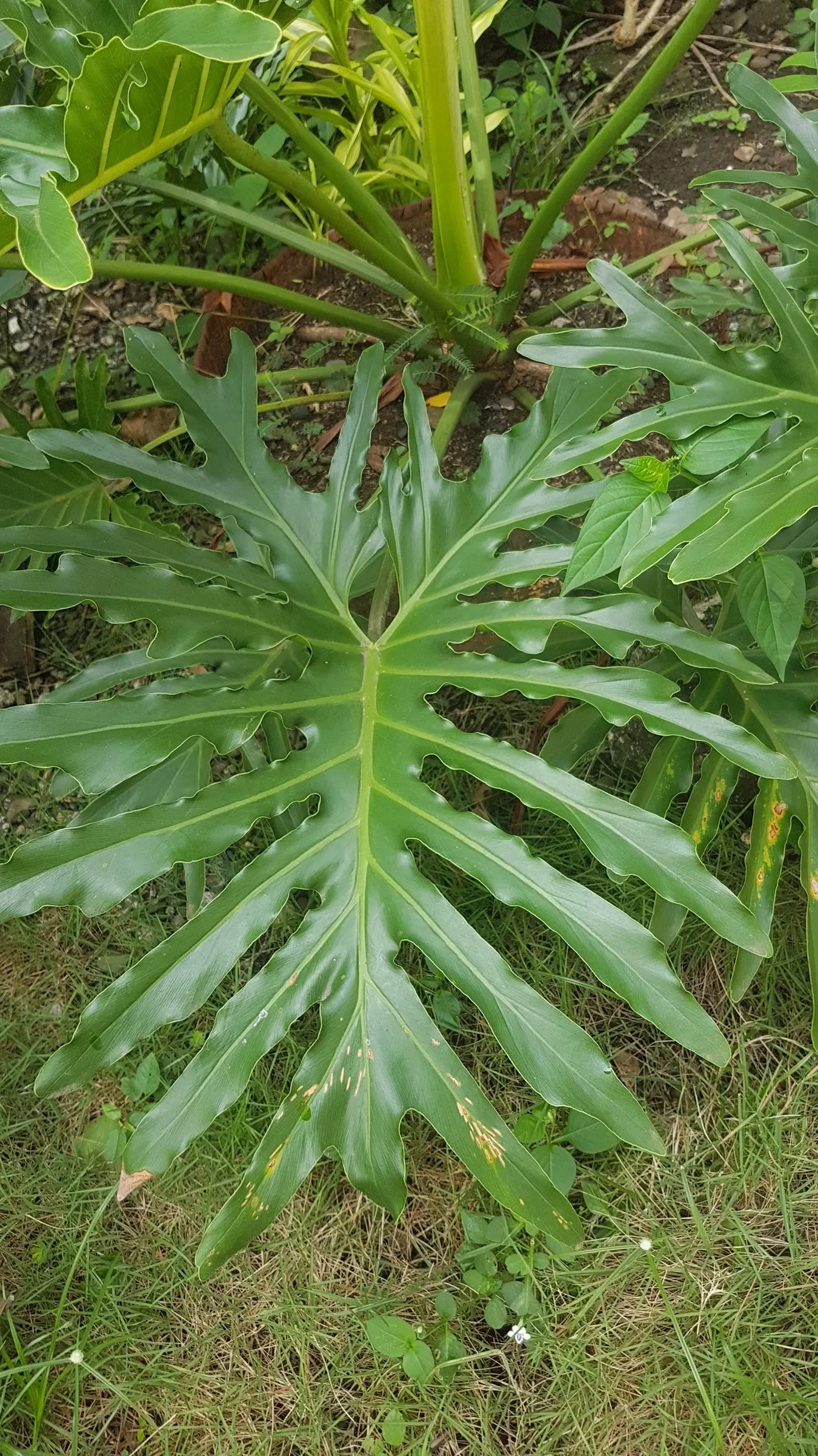 Split Leaf Or Selloum Philodendron (Philodendron Bipinnatifidum) — allowing the soil surface to dry between waterings; glossy leaves that can reach, image 91