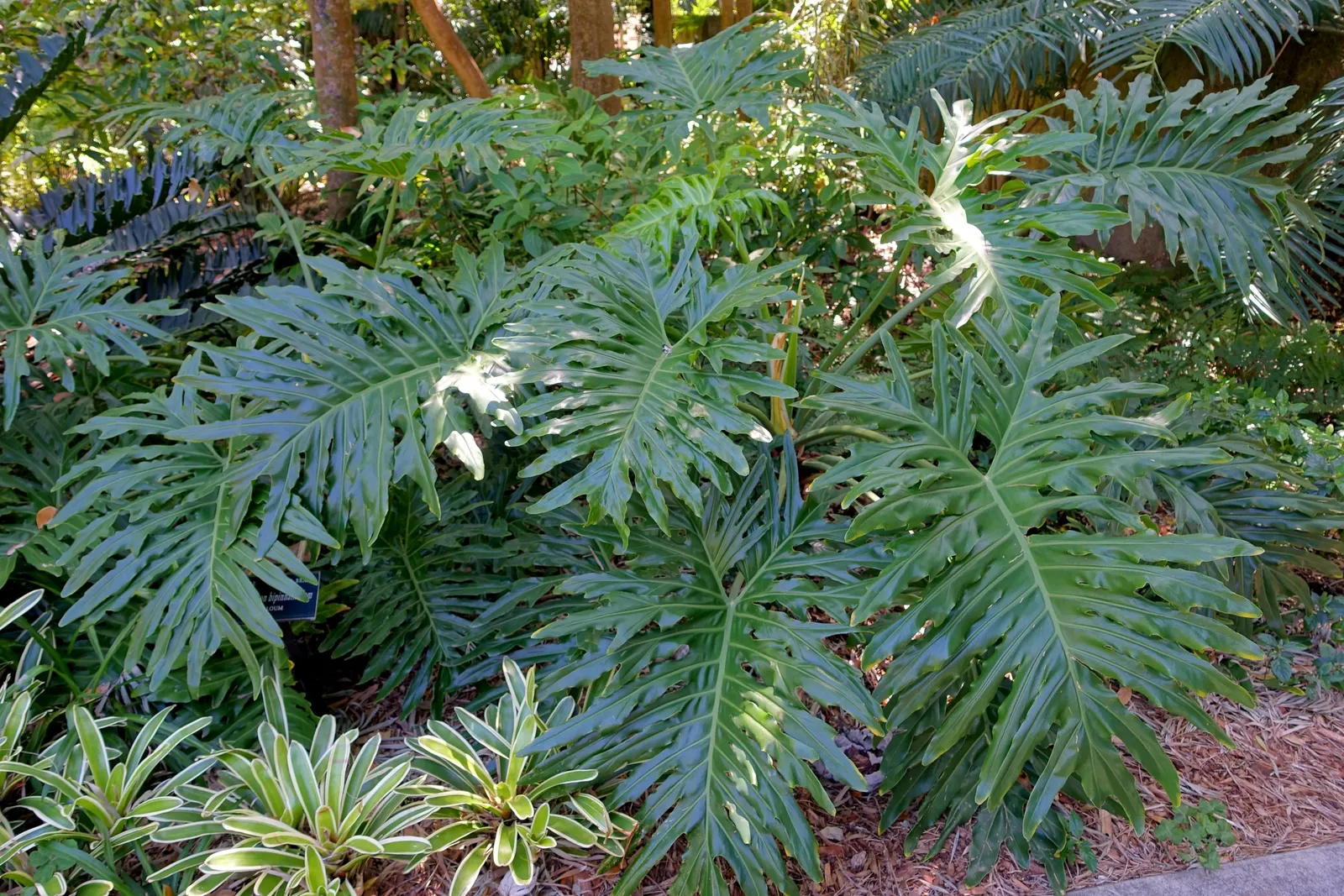 Split Leaf Or Selloum Philodendron (Philodendron Bipinnatifidum) — scientifically known as Philodendron bipinnatifidum; with its ease of care and dramatic
