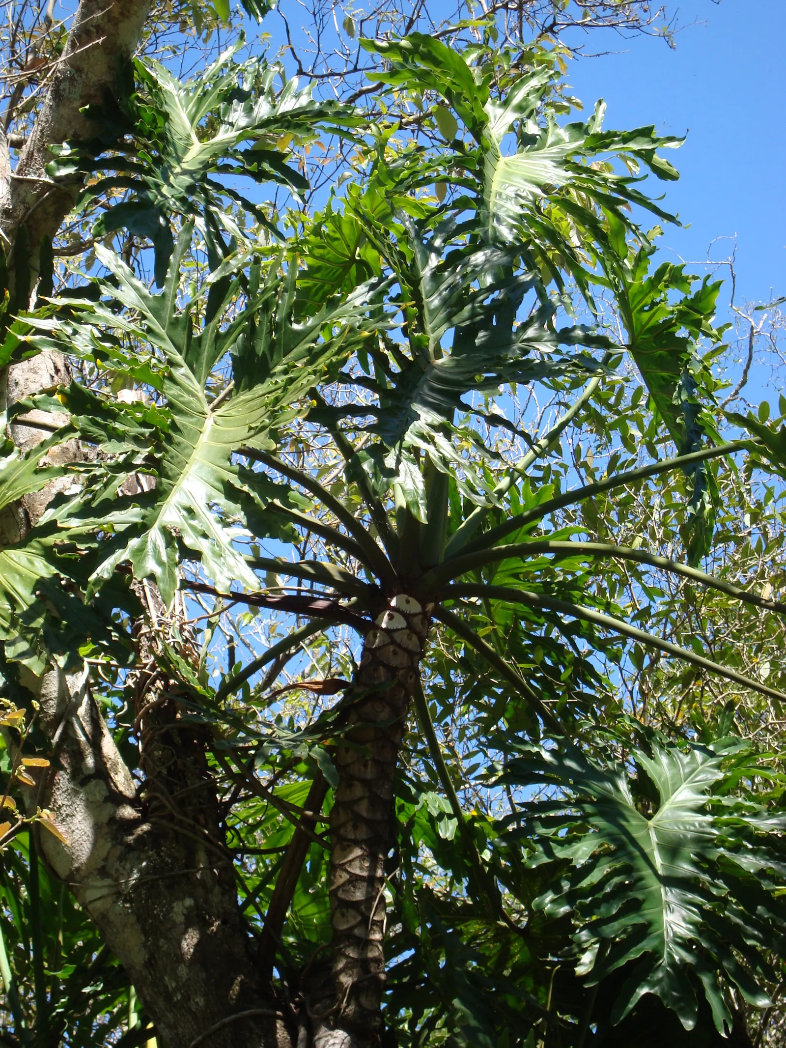 Split Leaf Or Selloum Philodendron (Philodendron Bipinnatifidum) — the Philodendron bipinnatifidum can be a truly spectacular addition to any, image 71