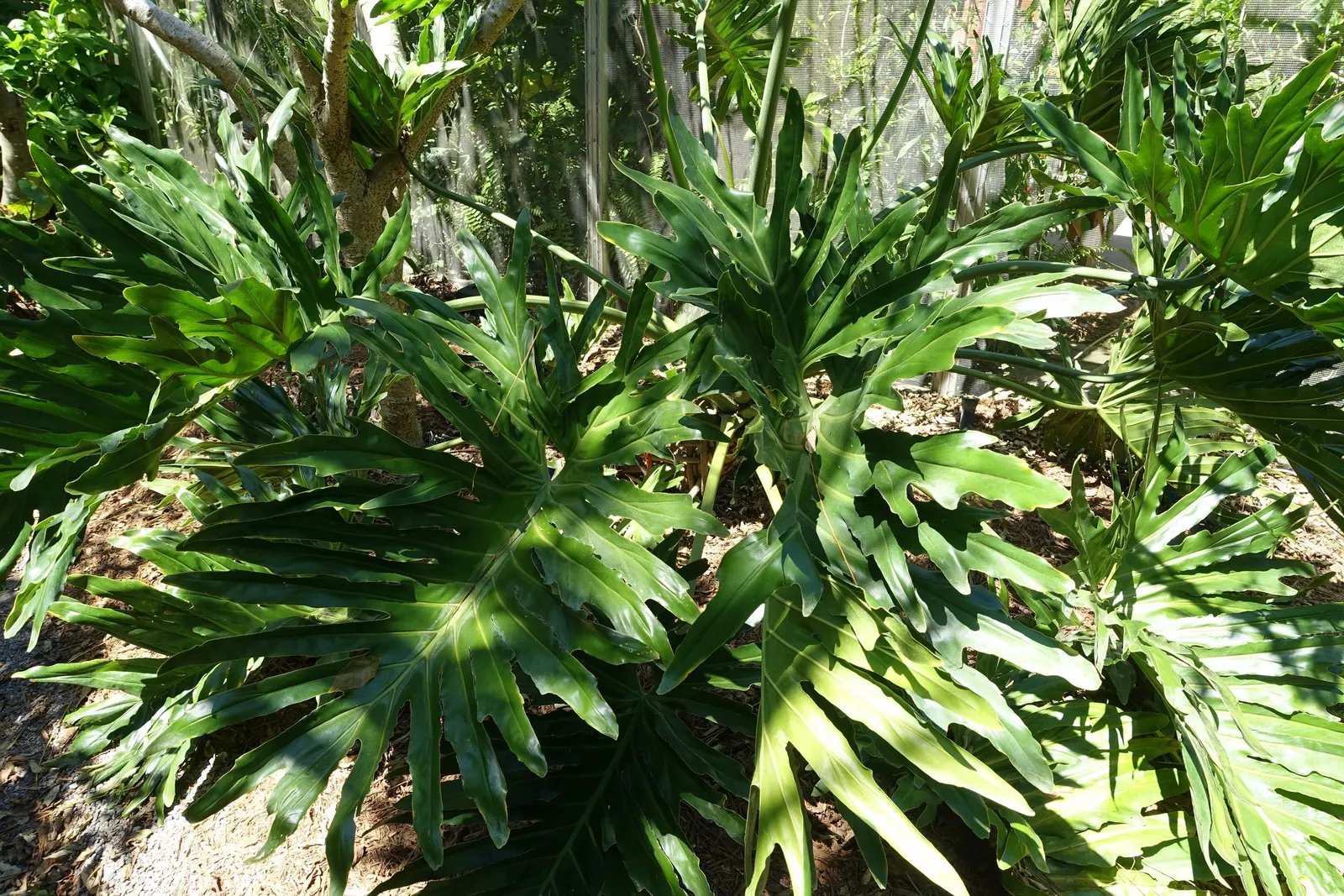 Split Leaf Or Selloum Philodendron (Philodendron Bipinnatifidum) — emerald green hue that provides a stunning contrast against lighter-colored plants or