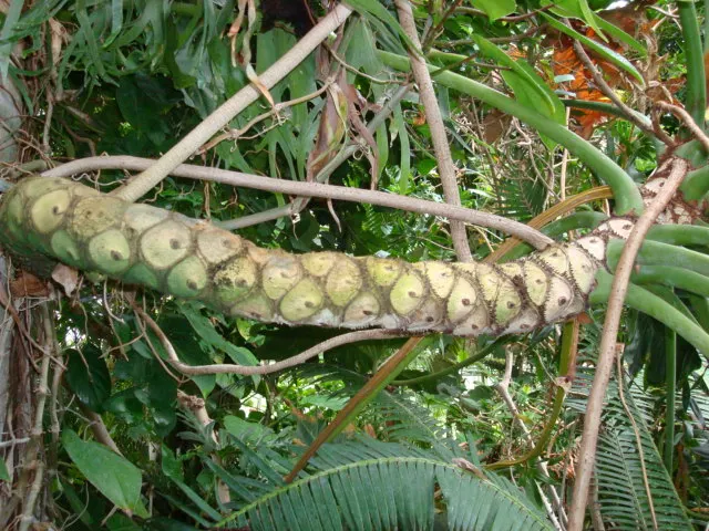 Split Leaf Or Selloum Philodendron (Philodendron Bipinnatifidum) — it prefers indirect light but can tolerate some shade; it pairs well with, image 65