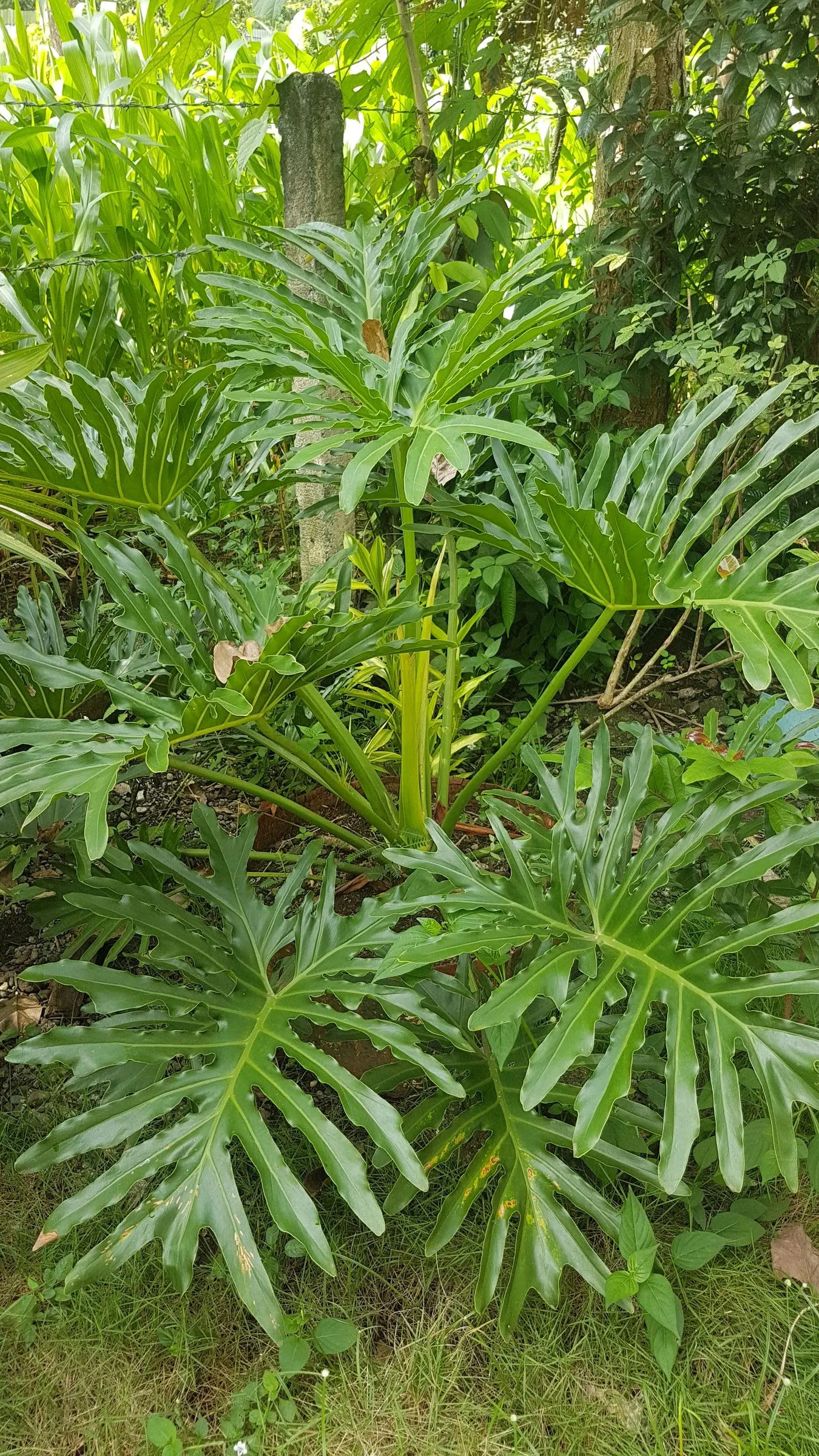 Split Leaf Or Selloum Philodendron (Philodendron Bipinnatifidum) — It pairs well with companion plants that possess contrasting textures or colors, image 68