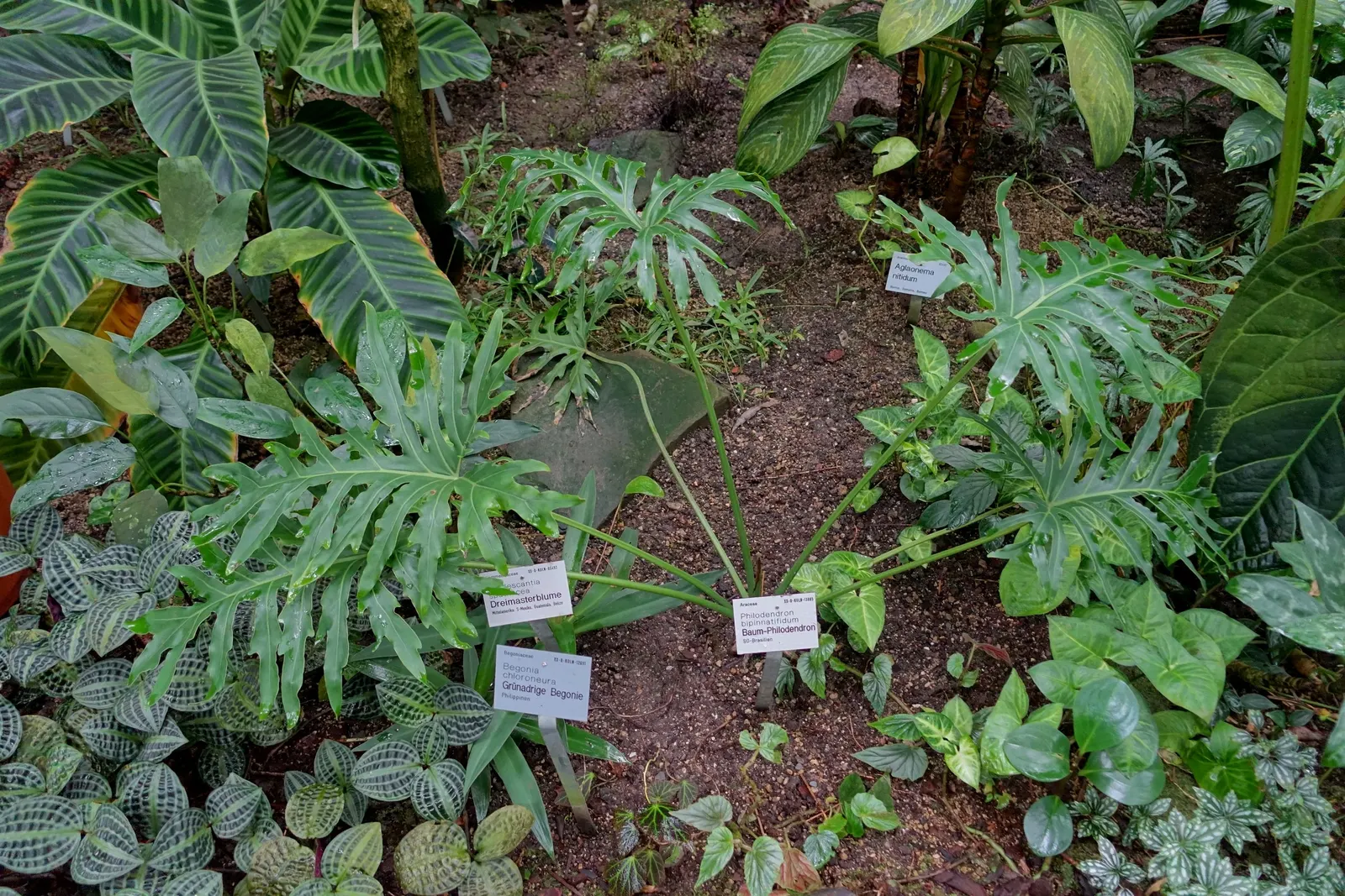 Split Leaf Or Selloum Philodendron (Philodendron Bipinnatifidum) — dark green leaves with deep lobes that can reach 3 feet in length; with deep lobes and a