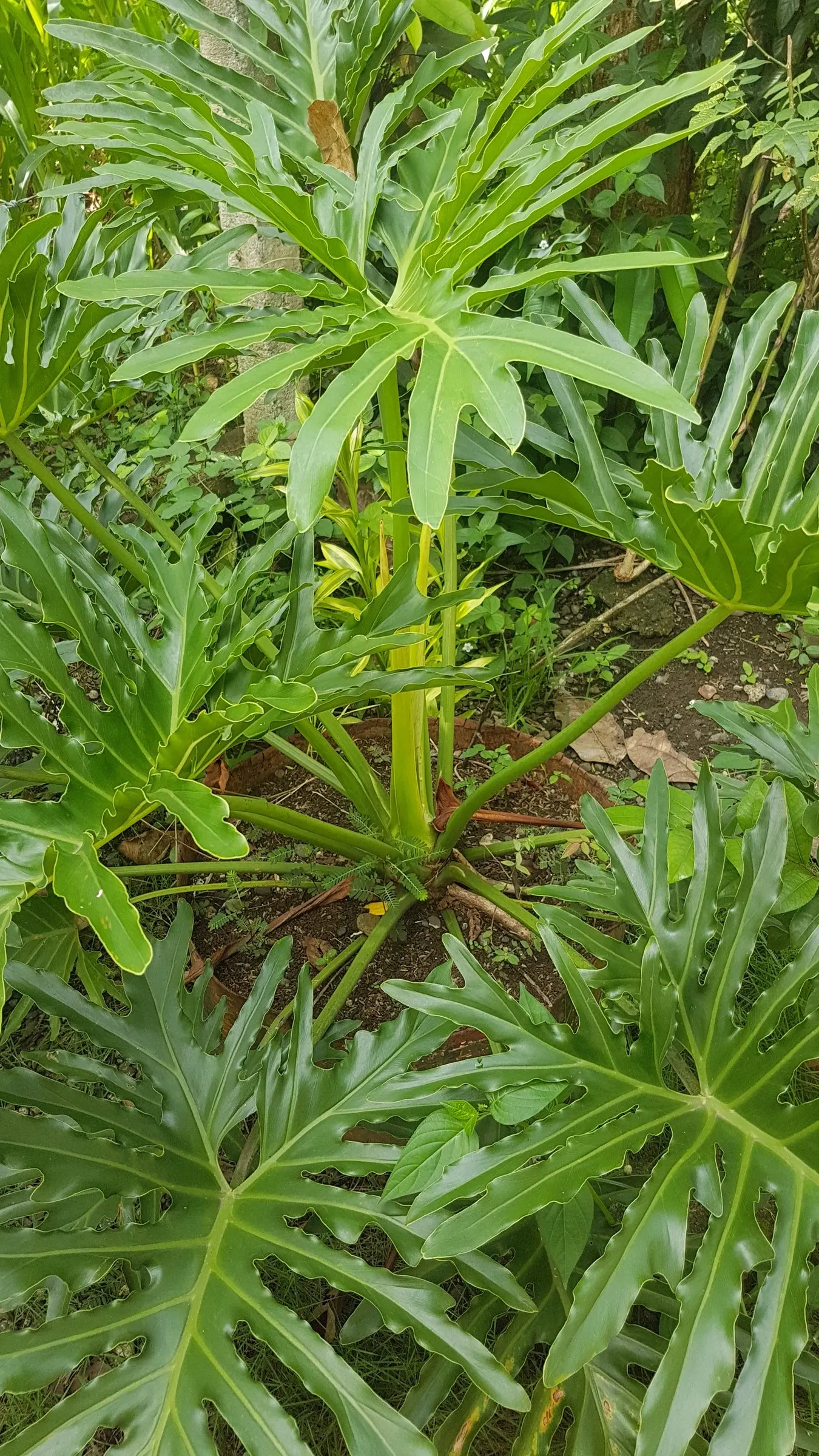 Split Leaf Or Selloum Philodendron (Philodendron Bipinnatifidum) — glossy leaves that can reach up to 3 feet in length and width; allowing the soil, image 82