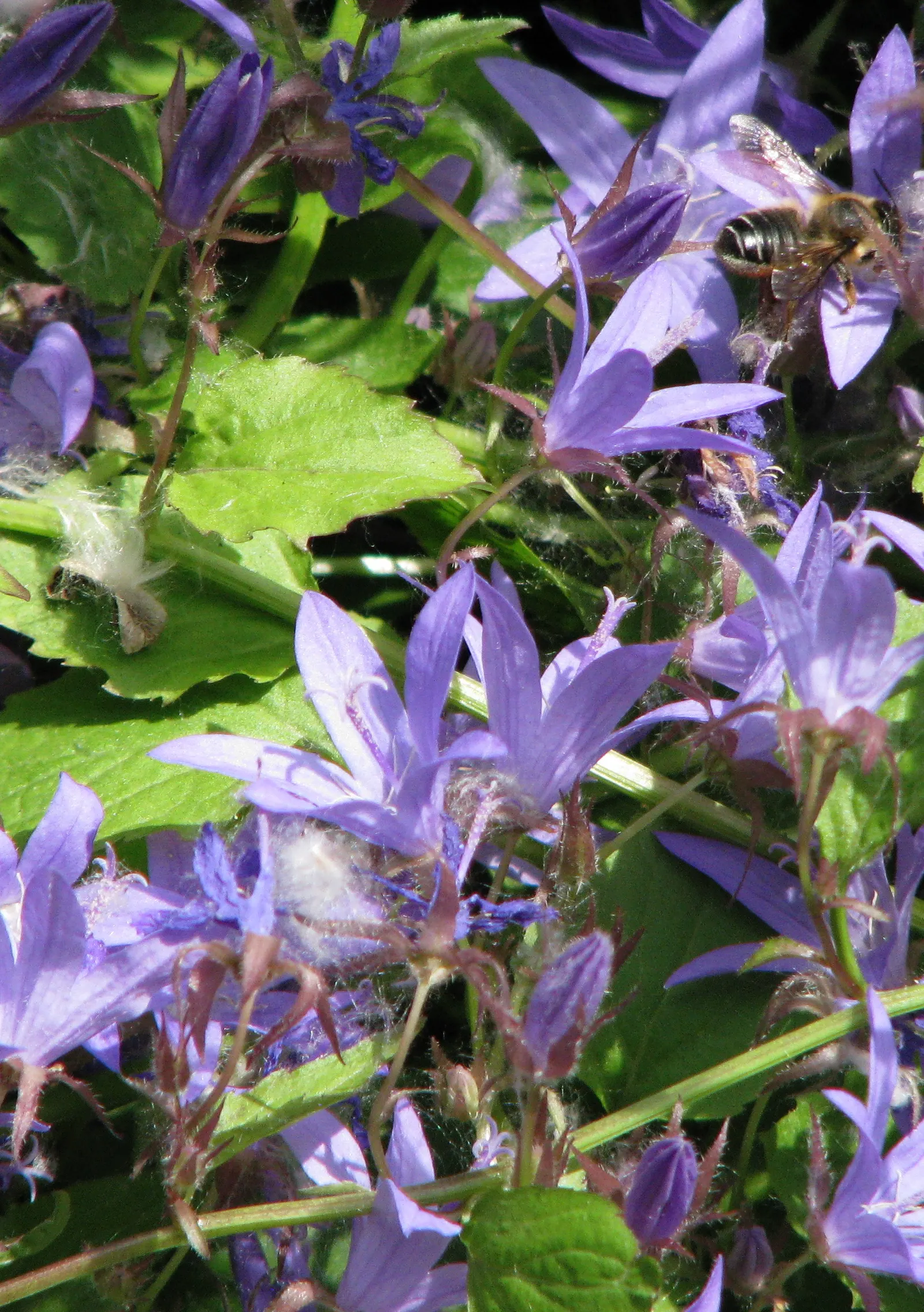 Serbian Bellflower (Campanula Poscharskyana) — This perennial reaches a height of 4-10 inches and spreads generously up to 24 inches; this, image 50