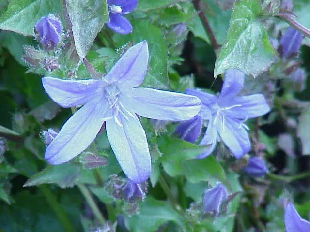 Serbian Bellflower (Campanula Poscharskyana) — is a vivacious perennial that lends a cascade of vibrant lavender-blue; blue and lavender flowers in the garden