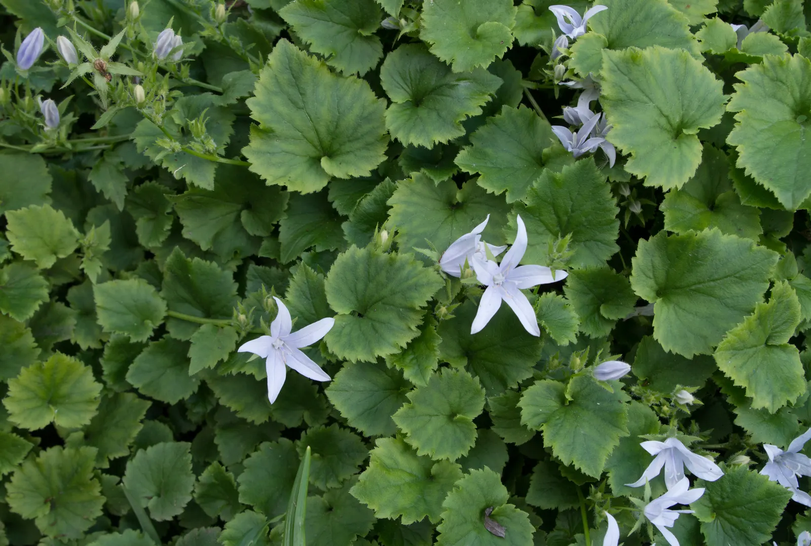 Serbian Bellflower (Campanula Poscharskyana) — consistent moisture will promote more vigorous flowering.<br><br>Ideal for creeping over rockeries