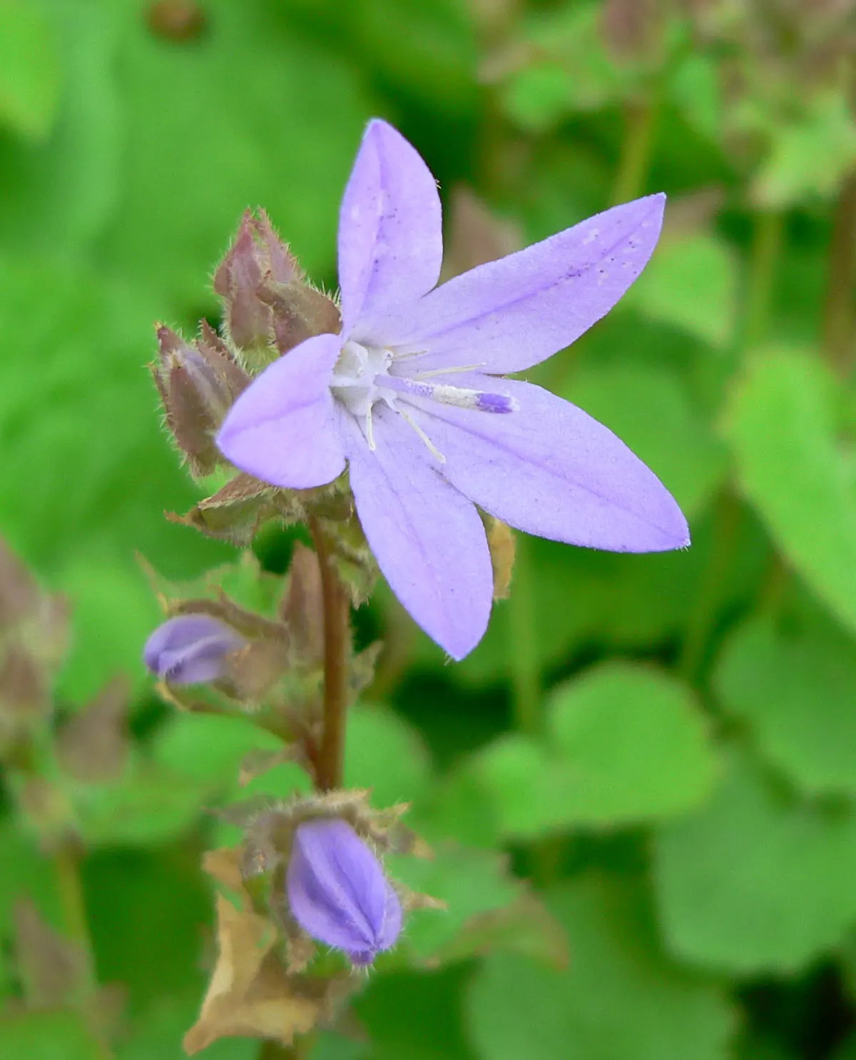 Serbian Bellflower (Campanula Poscharskyana) — displaying exceptional hardiness and minimal care requirements.<br><br>Thriving in full sun to part, image 60