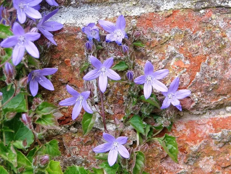 Serbian Bellflower (Campanula Poscharskyana) — This perennial reaches a height of 4-10 inches and spreads generously up to 24 inches; this bellflower variant
