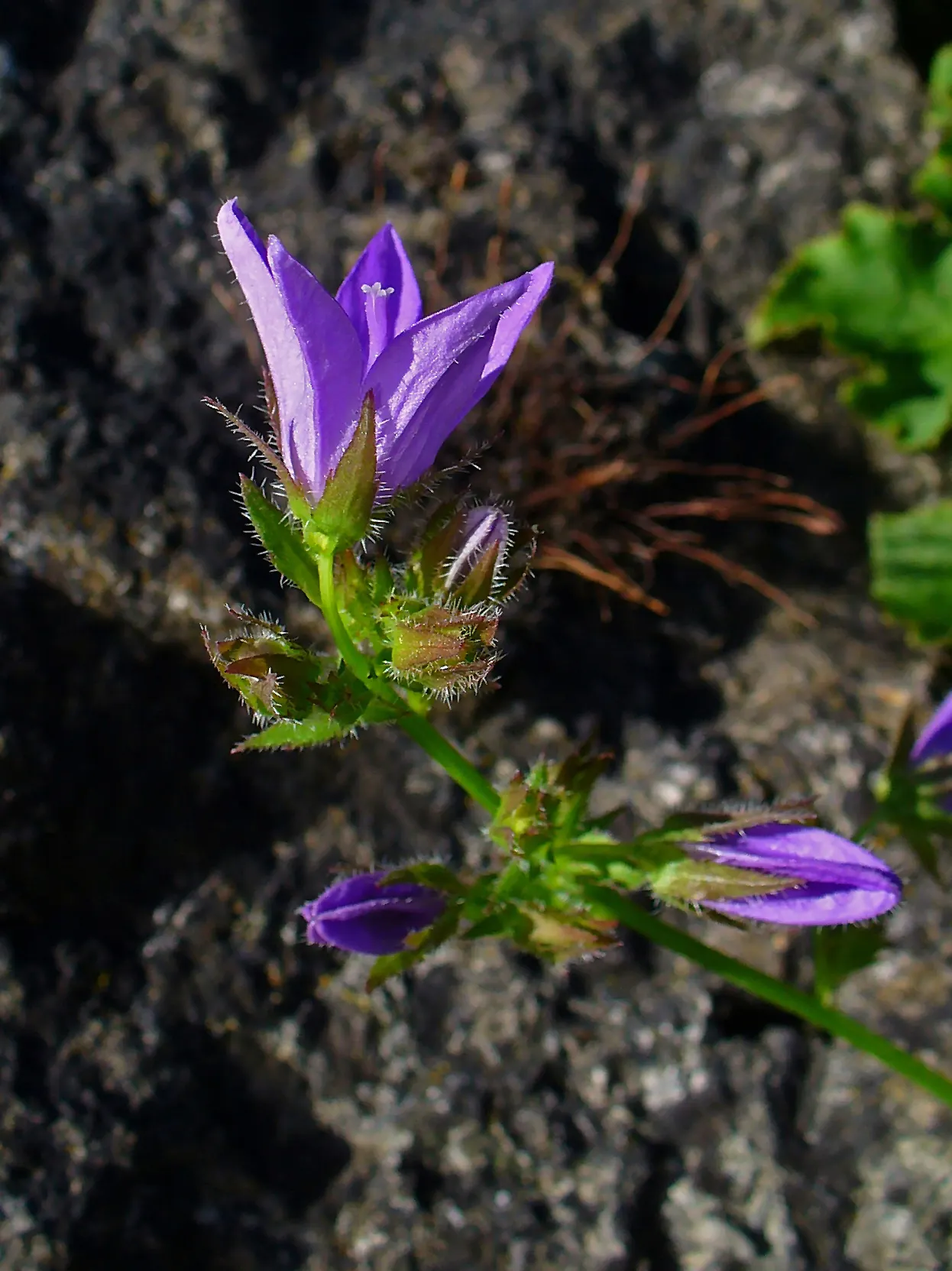 Serbian Bellflower (Campanula Poscharskyana) — This perennial reaches a height of 4-10 inches and spreads generously up to 24 inches