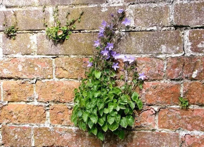 Serbian Bellflower (Campanula Poscharskyana) — coupled with its delightful floral display