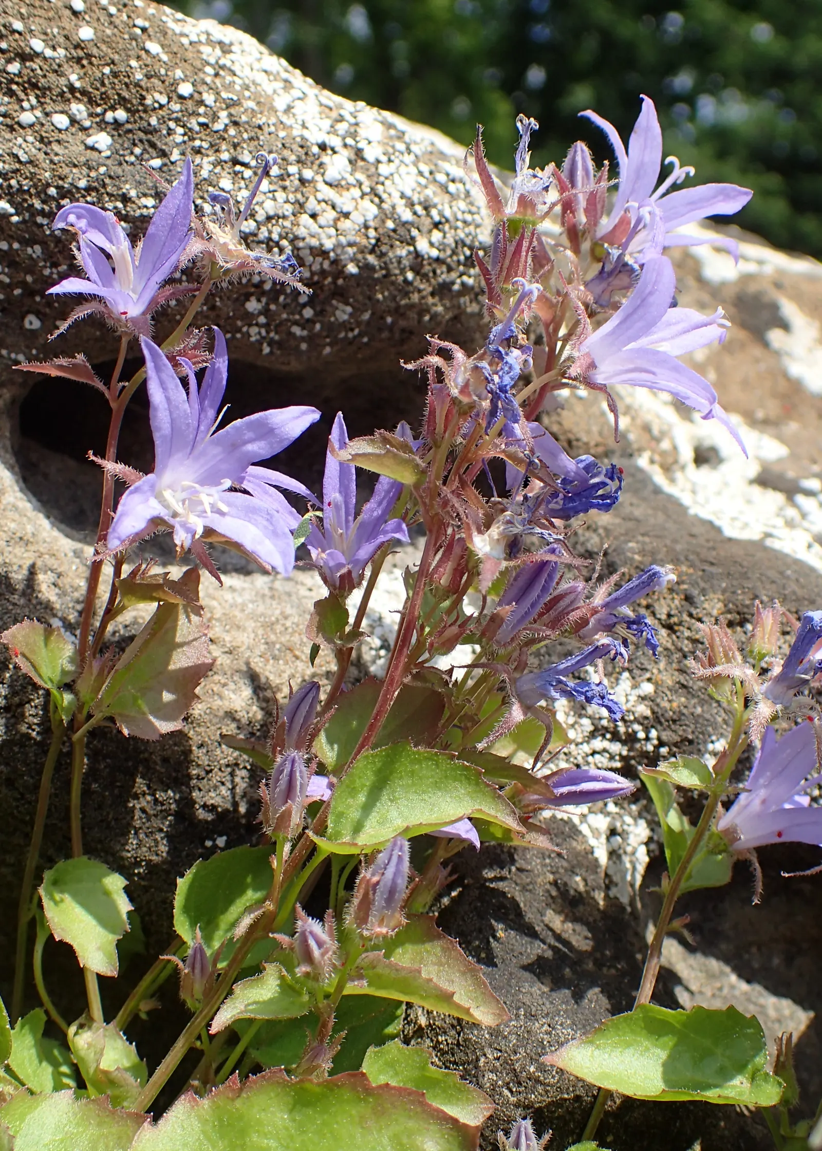 Serbian Bellflower (Campanula Poscharskyana) — creating a lush mat of foliage.<br><br>The leaves of Campanula poscharskyana are heart-shaped